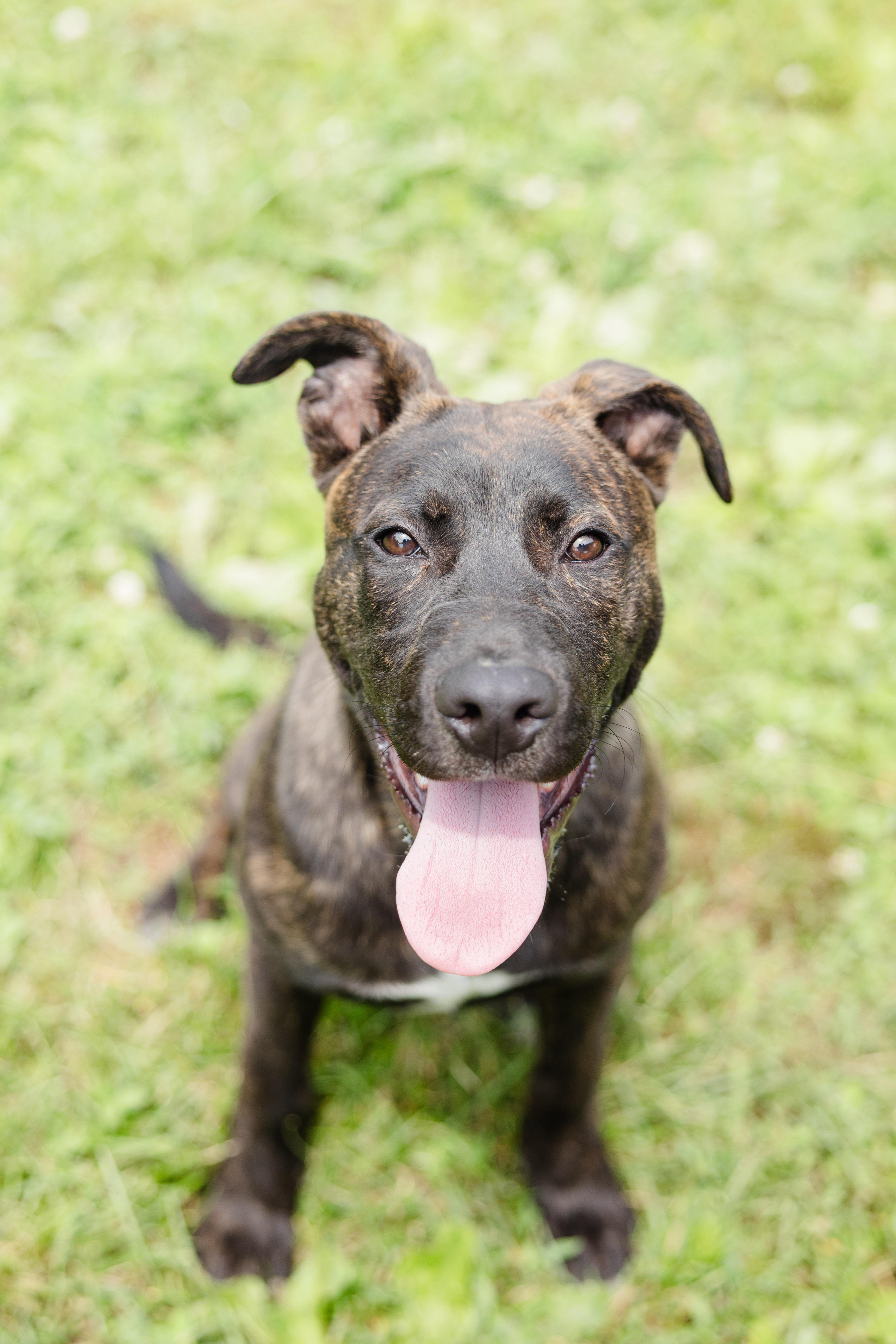 Enlarge Stetson, a Adoptable mixed breed in Newburgh, IN image 2/6