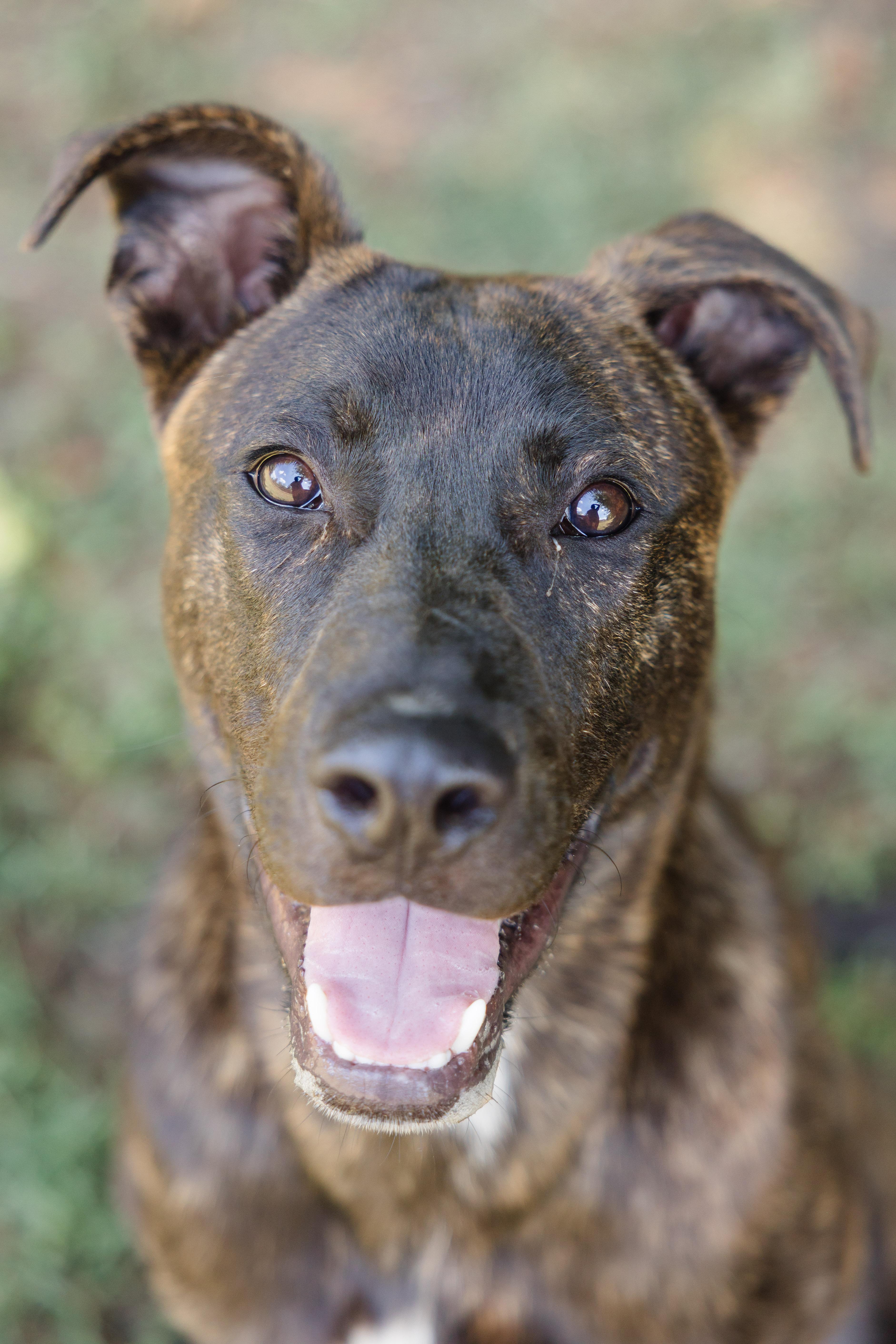 Enlarge Stetson, a Adoptable mixed breed in Newburgh, IN image 5/6