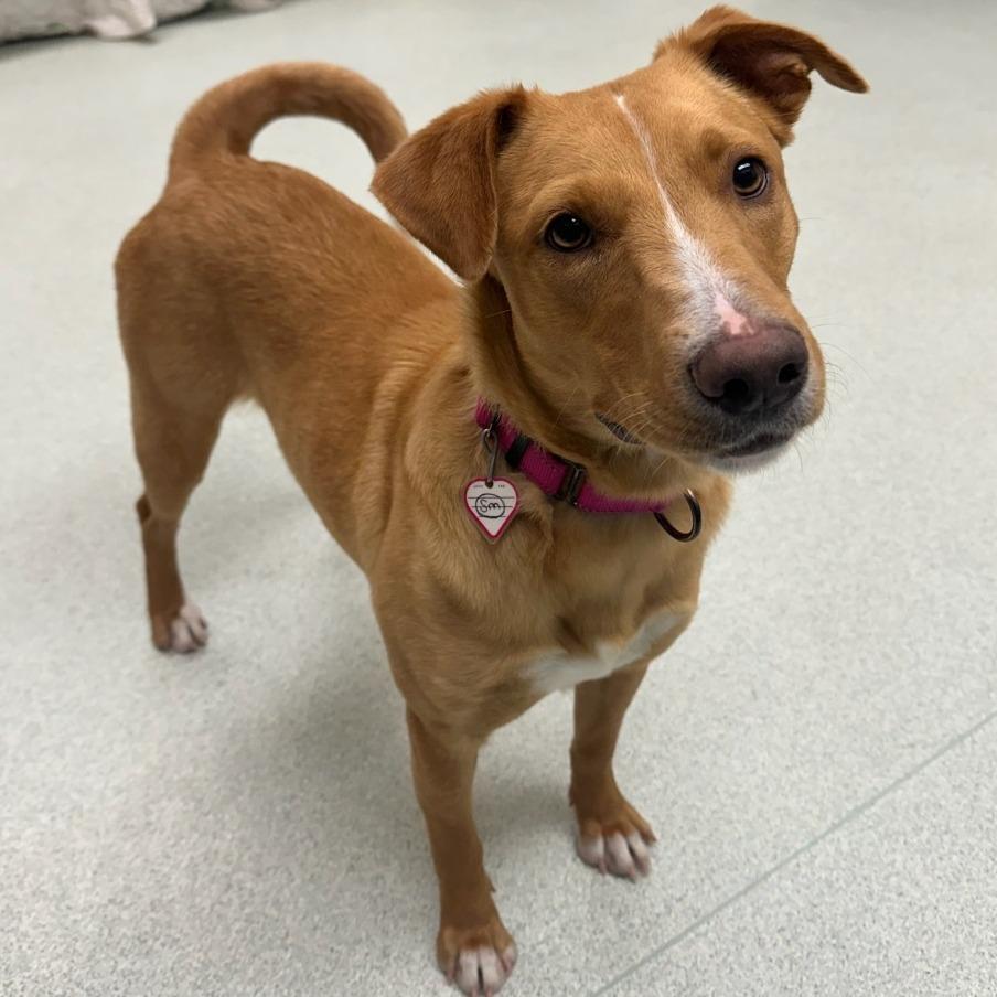 Ari- 50% OFF!*see my video!!*, a Adoptable Yellow Labrador Retriever in Springfield, MA image 1/6