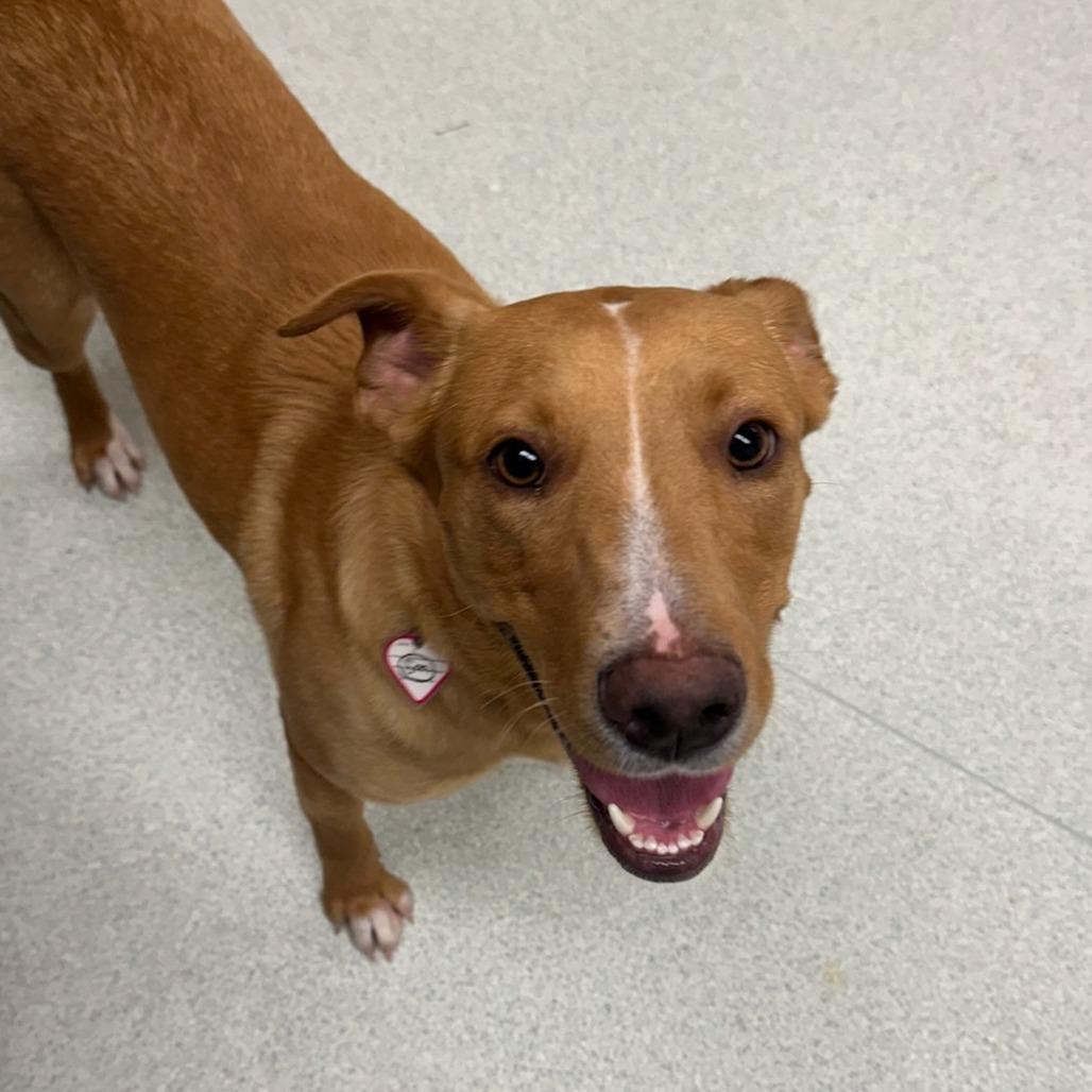 Ari- 50% OFF!*see my video!!*, a Adoptable Yellow Labrador Retriever in Springfield, MA image 2/6