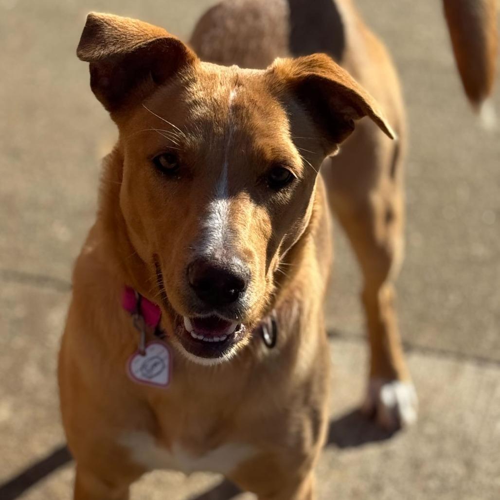 Ari- 50% OFF!*see my video!!*, a Adoptable Yellow Labrador Retriever in Springfield, MA image 3/6