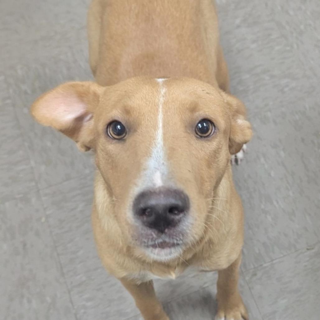 Ari- 50% OFF!*see my video!!*, a Adoptable Yellow Labrador Retriever in Springfield, MA image 4/6