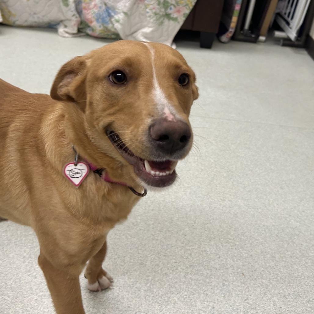 Ari- 50% OFF!*see my video!!*, a Adoptable Yellow Labrador Retriever in Springfield, MA image 5/6