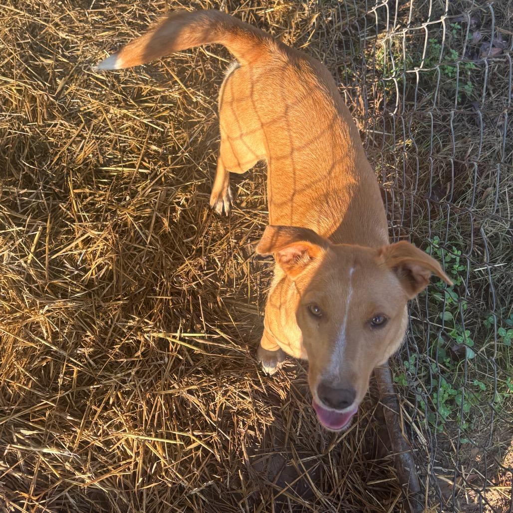 Ari- 50% OFF!*see my video!!*, a Adoptable Yellow Labrador Retriever in Springfield, MA image 6/6