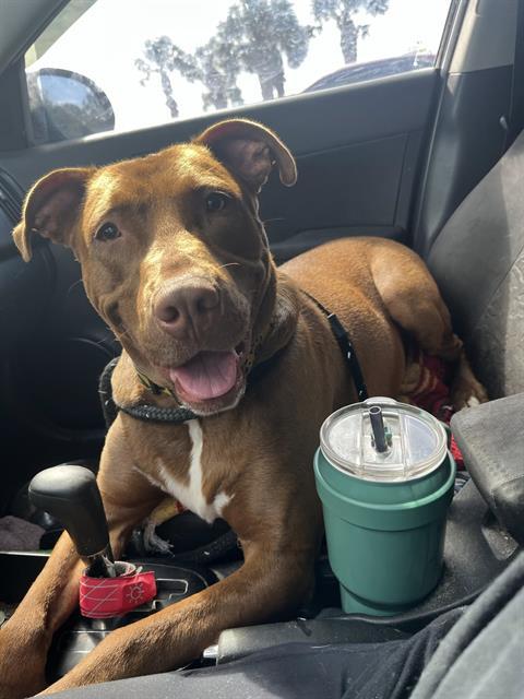 PRINCE, Adoptable, Young Male Pit Bull Terrier & Labrador Retriever.