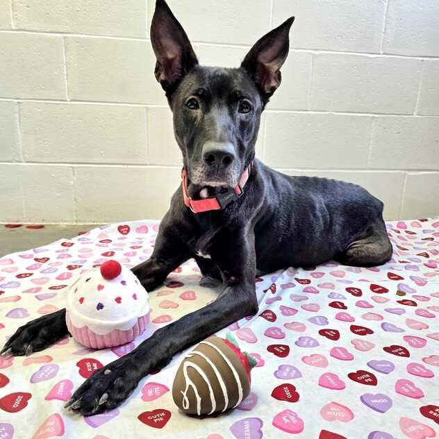 Foxie, Adoptable, Adult Female Mixed Breed.