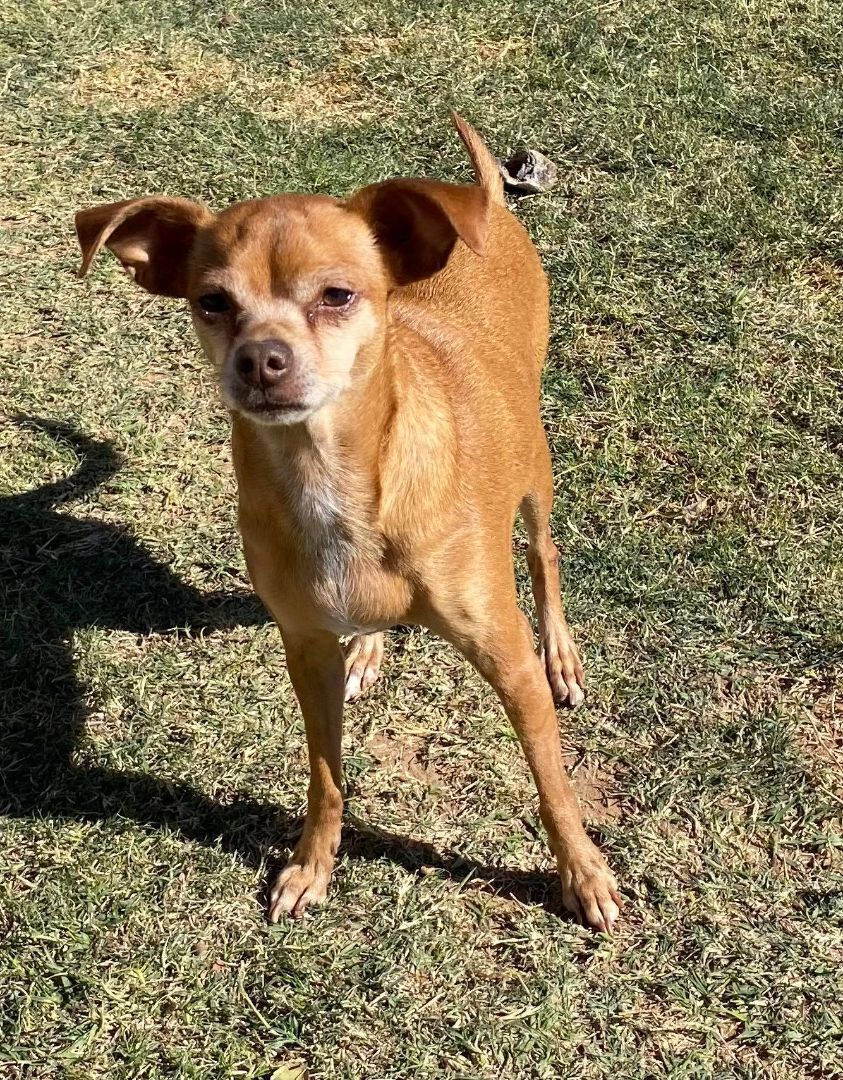 Alice, a Adoptable Chihuahua in Snyder, TX image 1/2