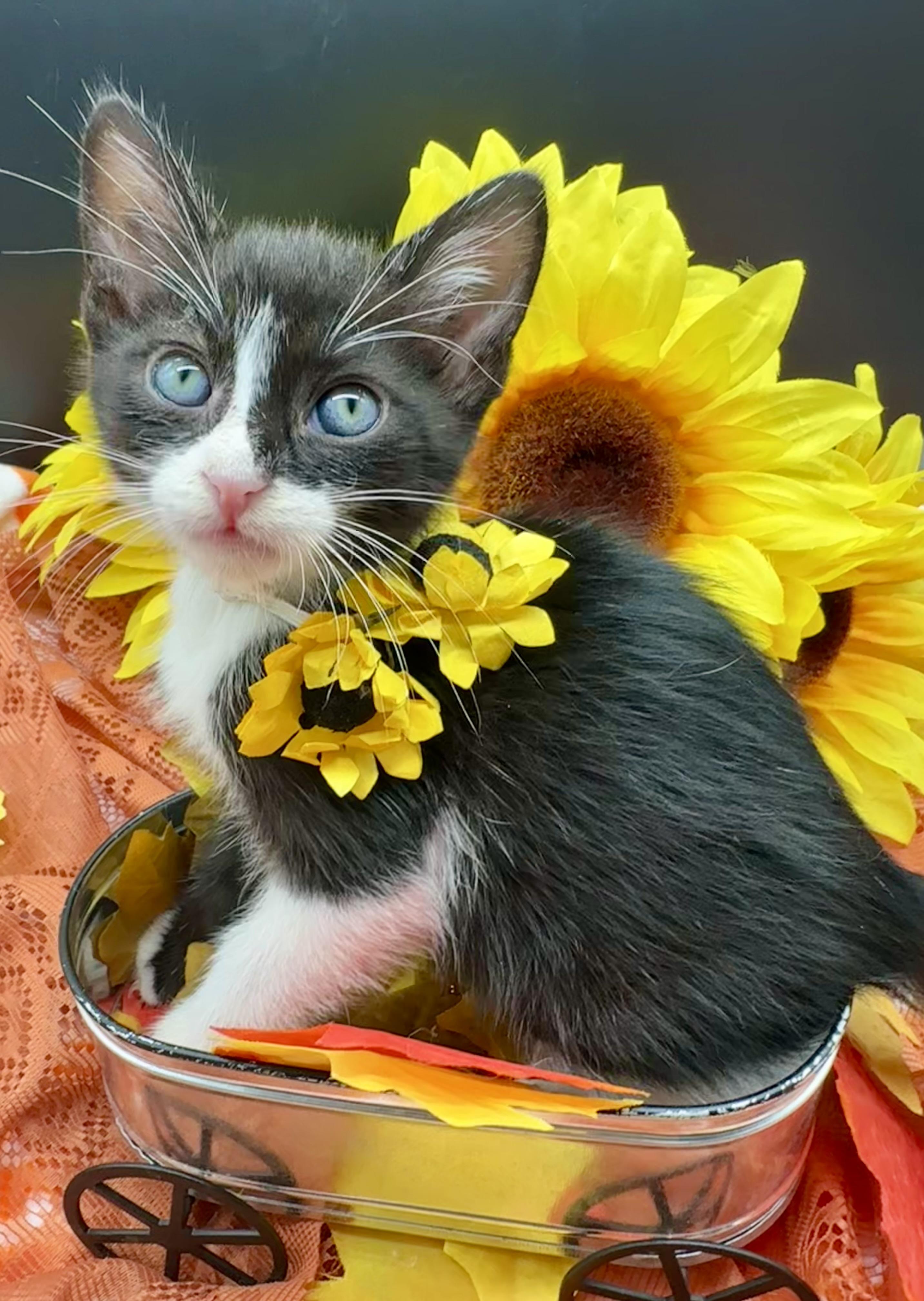 Enlarge Tommy, a Adoptable Domestic Medium Hair in HUNTINGTON BEACH, CA image 1/5