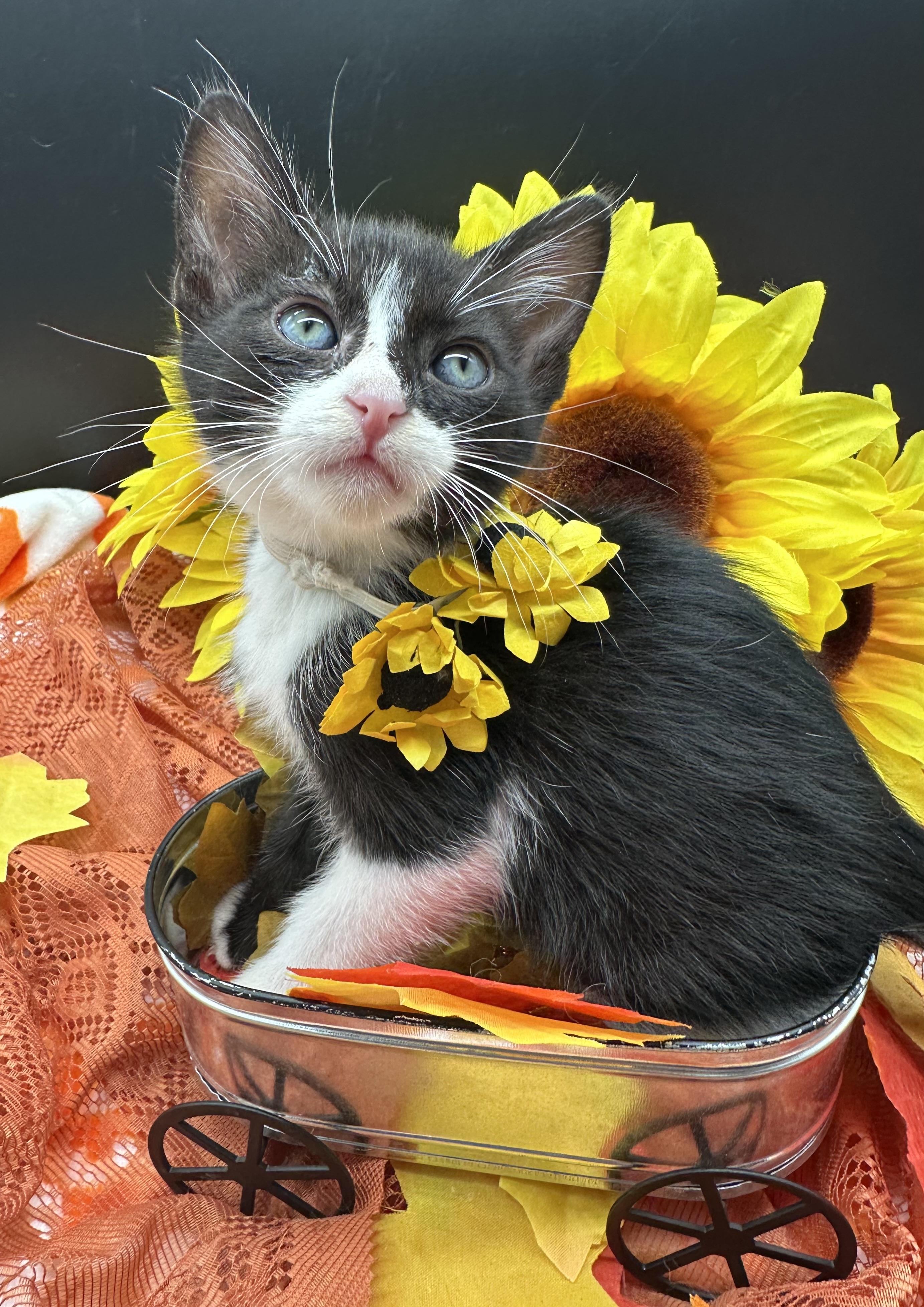 Enlarge Tommy, a Adoptable Domestic Medium Hair in HUNTINGTON BEACH, CA image 4/5