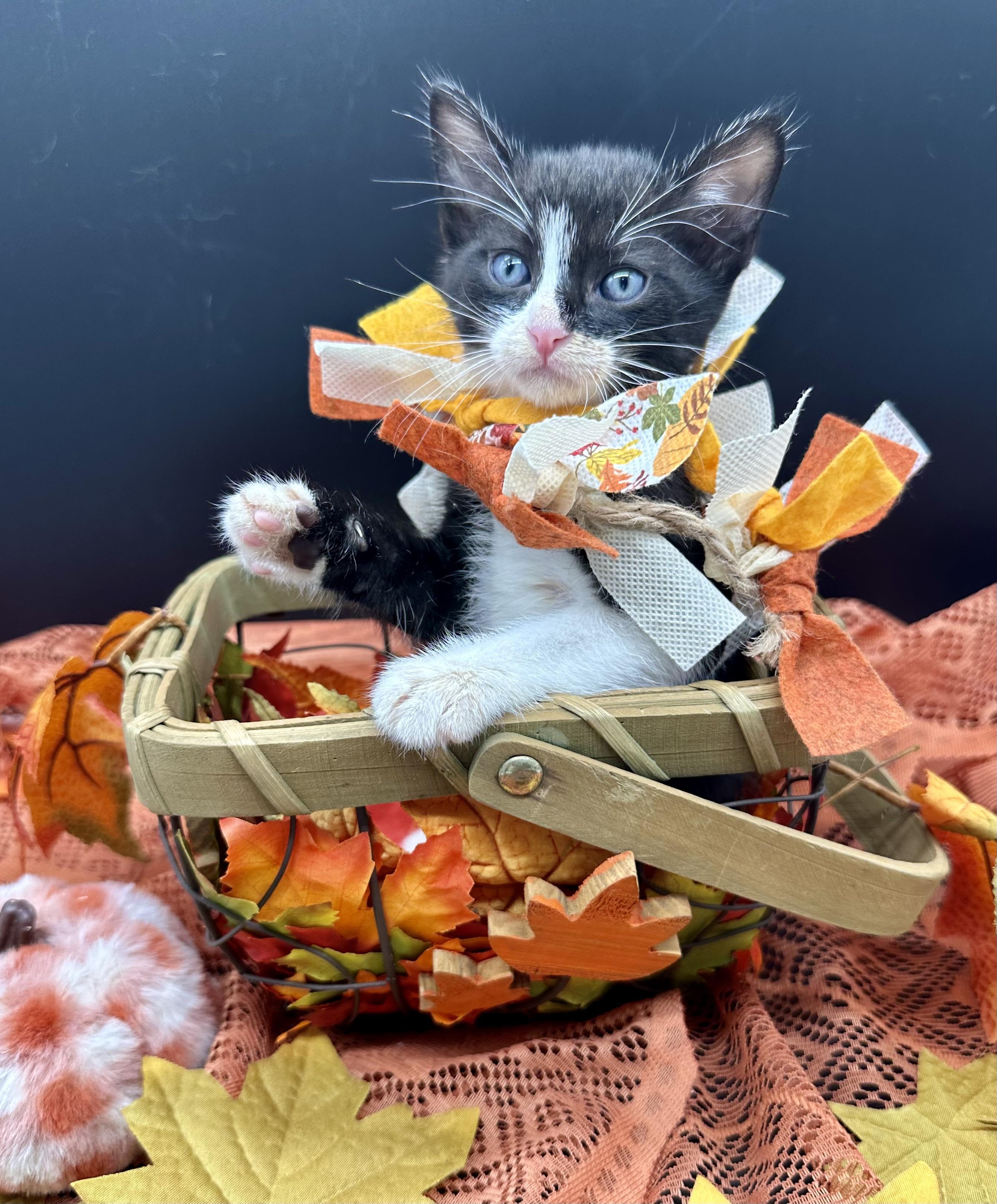 Enlarge Tommy, a Adoptable Domestic Medium Hair in HUNTINGTON BEACH, CA image 5/5