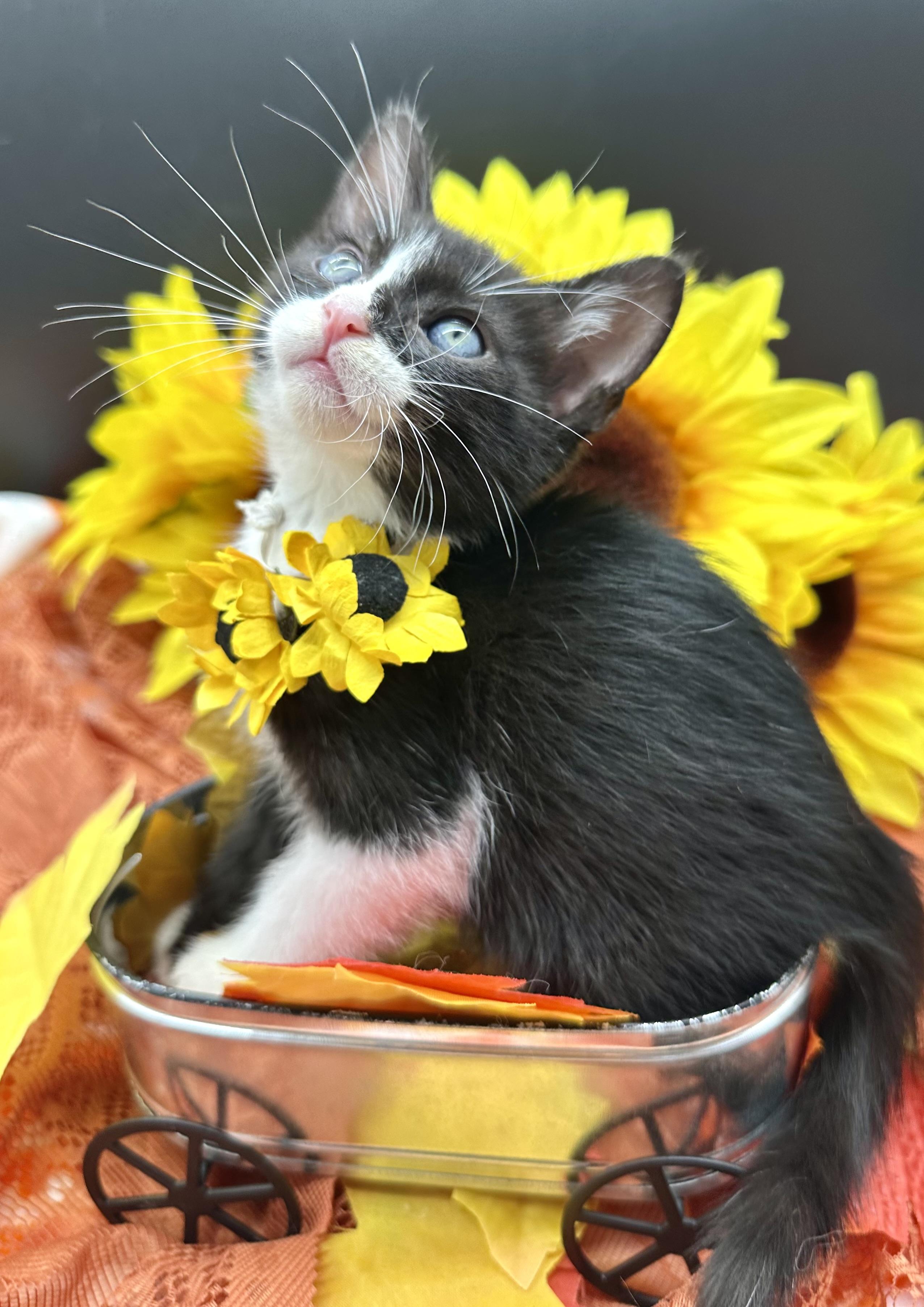 Enlarge Tommy, a Adoptable Domestic Medium Hair in HUNTINGTON BEACH, CA image 3/5