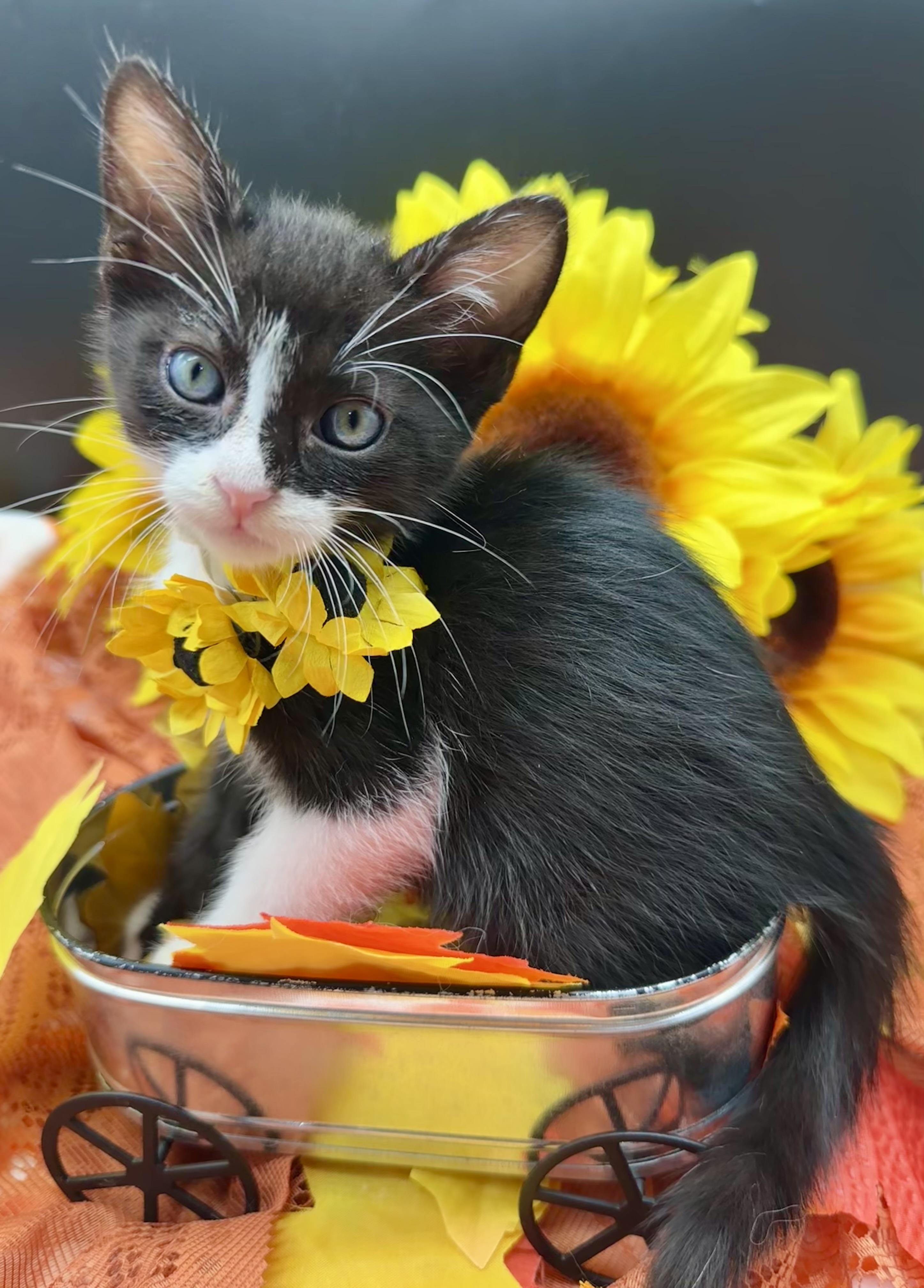 Enlarge Tommy, a Adoptable Domestic Medium Hair in HUNTINGTON BEACH, CA image 2/5