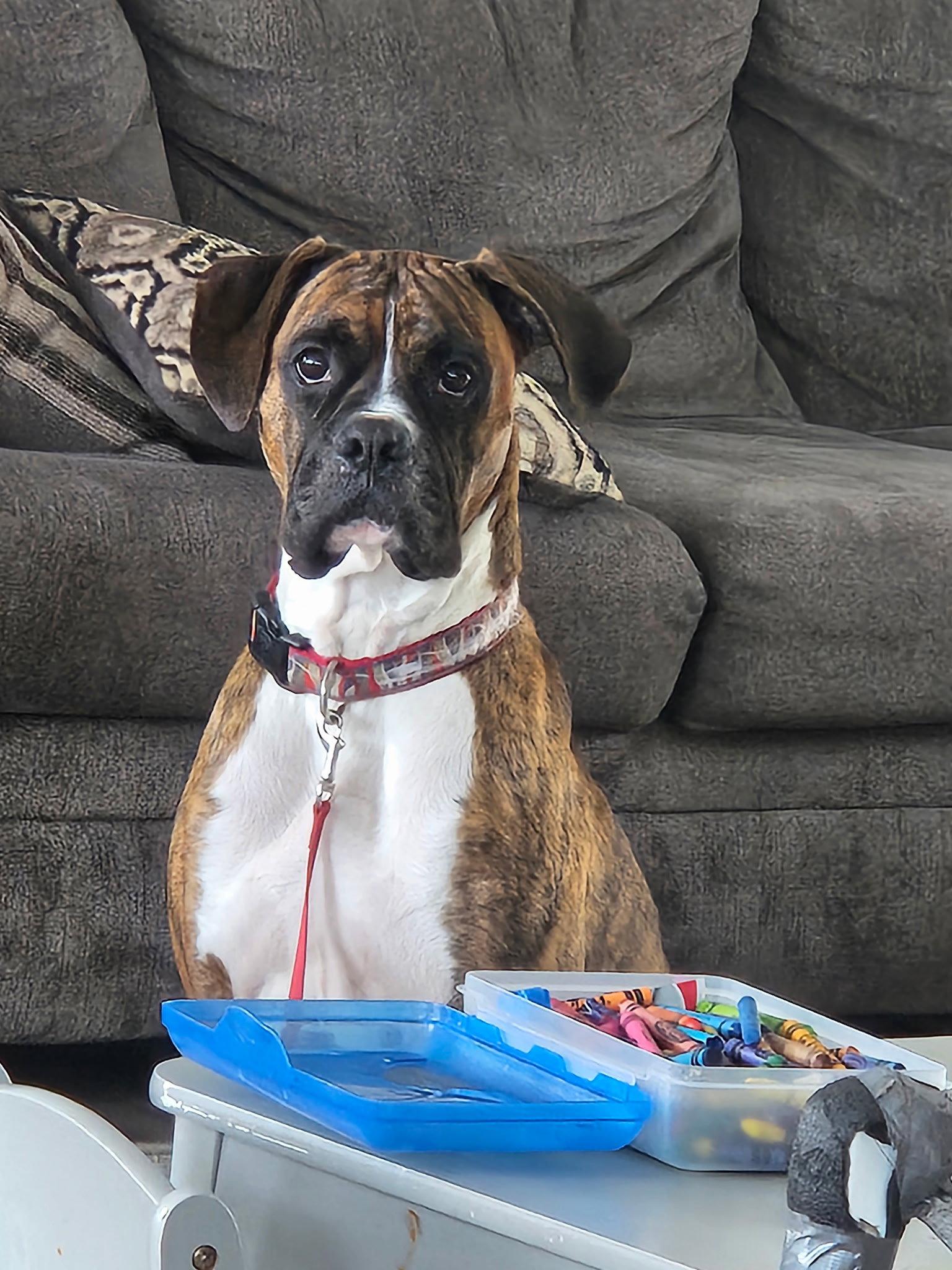 Dewey, Adoptable, Adult Male Boxer.