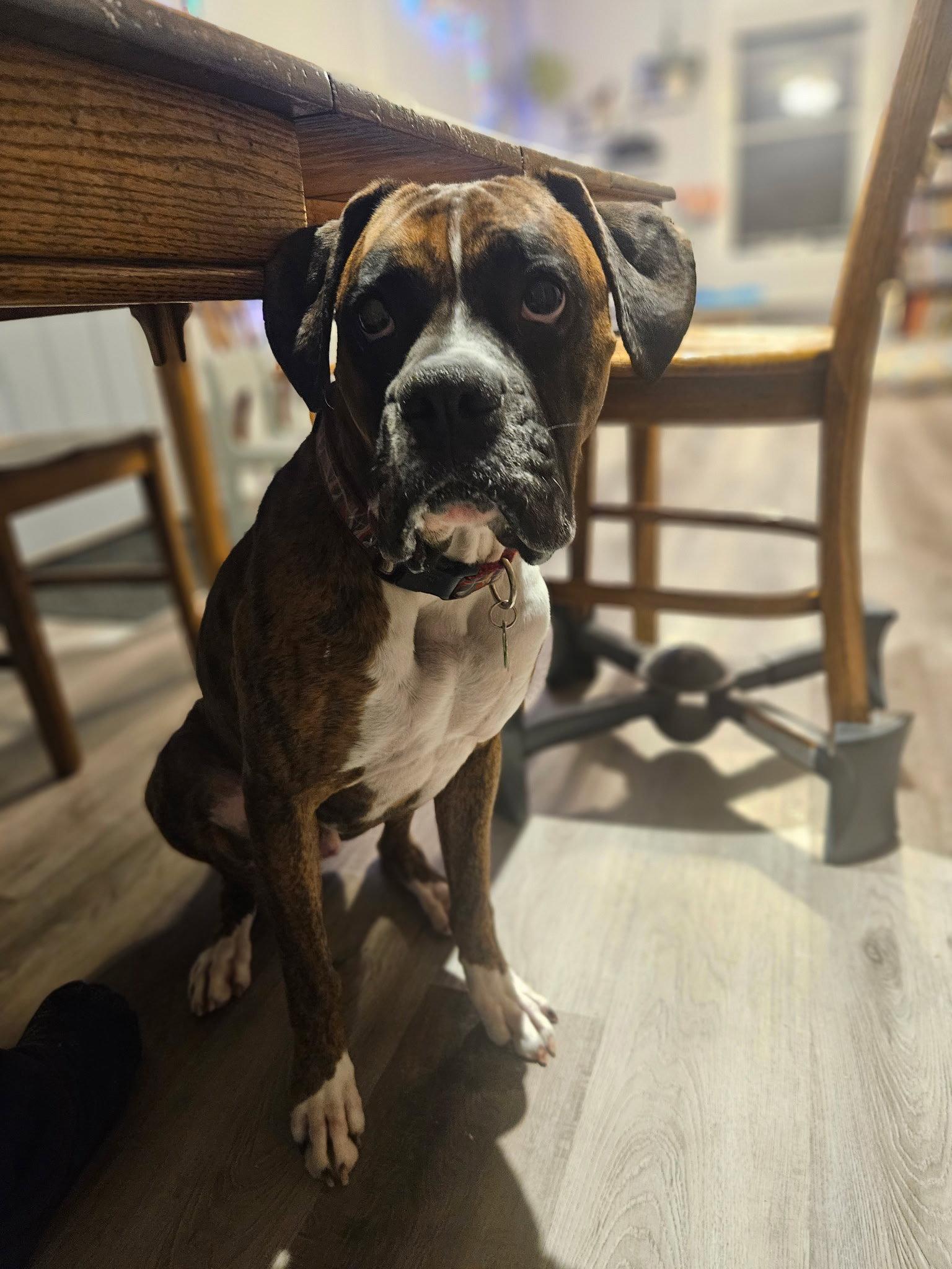 Enlarge Dewey, a Adoptable Boxer in Woodbury, MN image 2/3