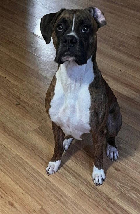 Enlarge Dewey, a Adoptable Boxer in Woodbury, MN image 3/3