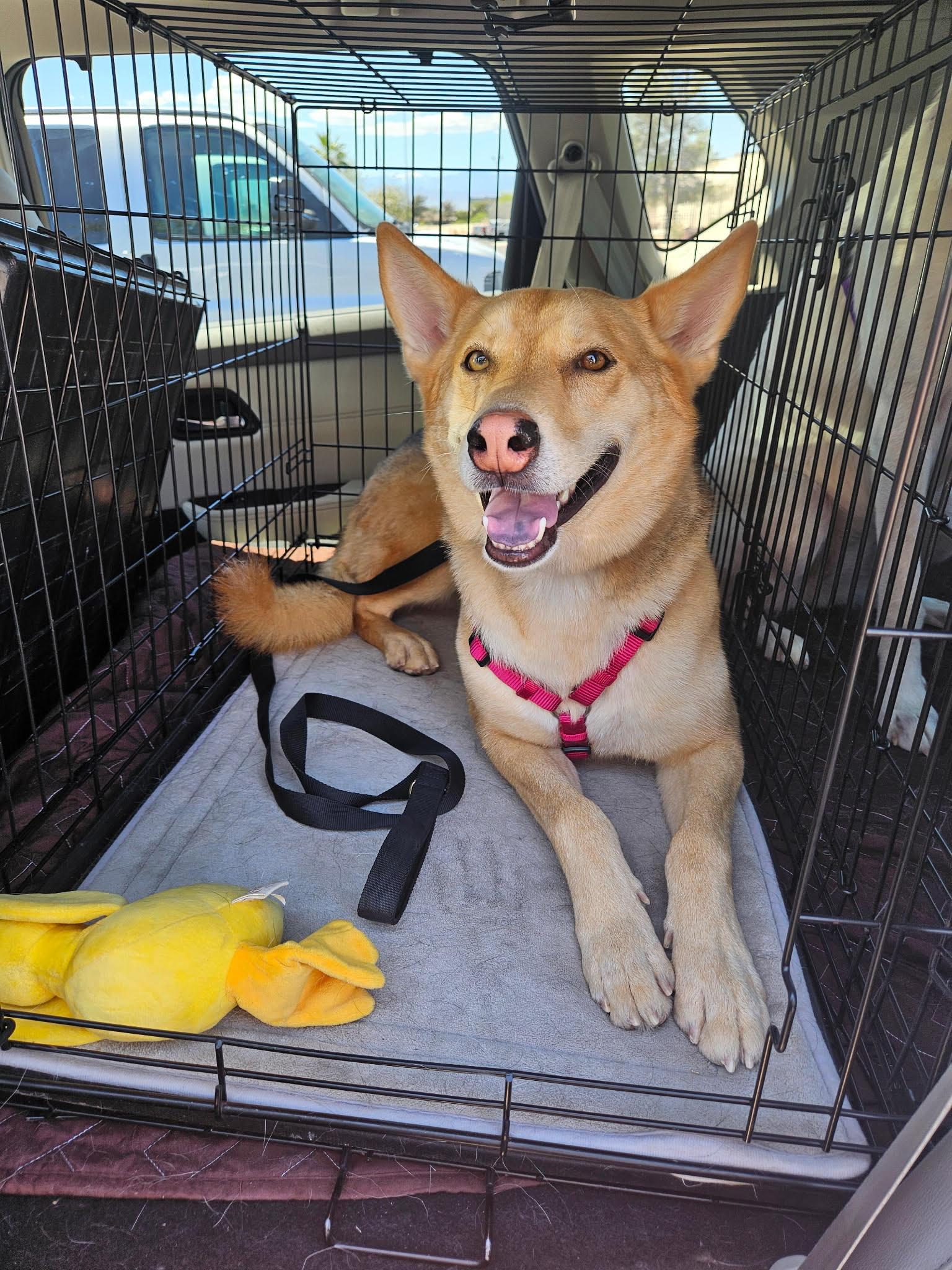 Enlarge Dobby, a ADOPTABLE mixed breed in Las Vegas, NV image 1/1