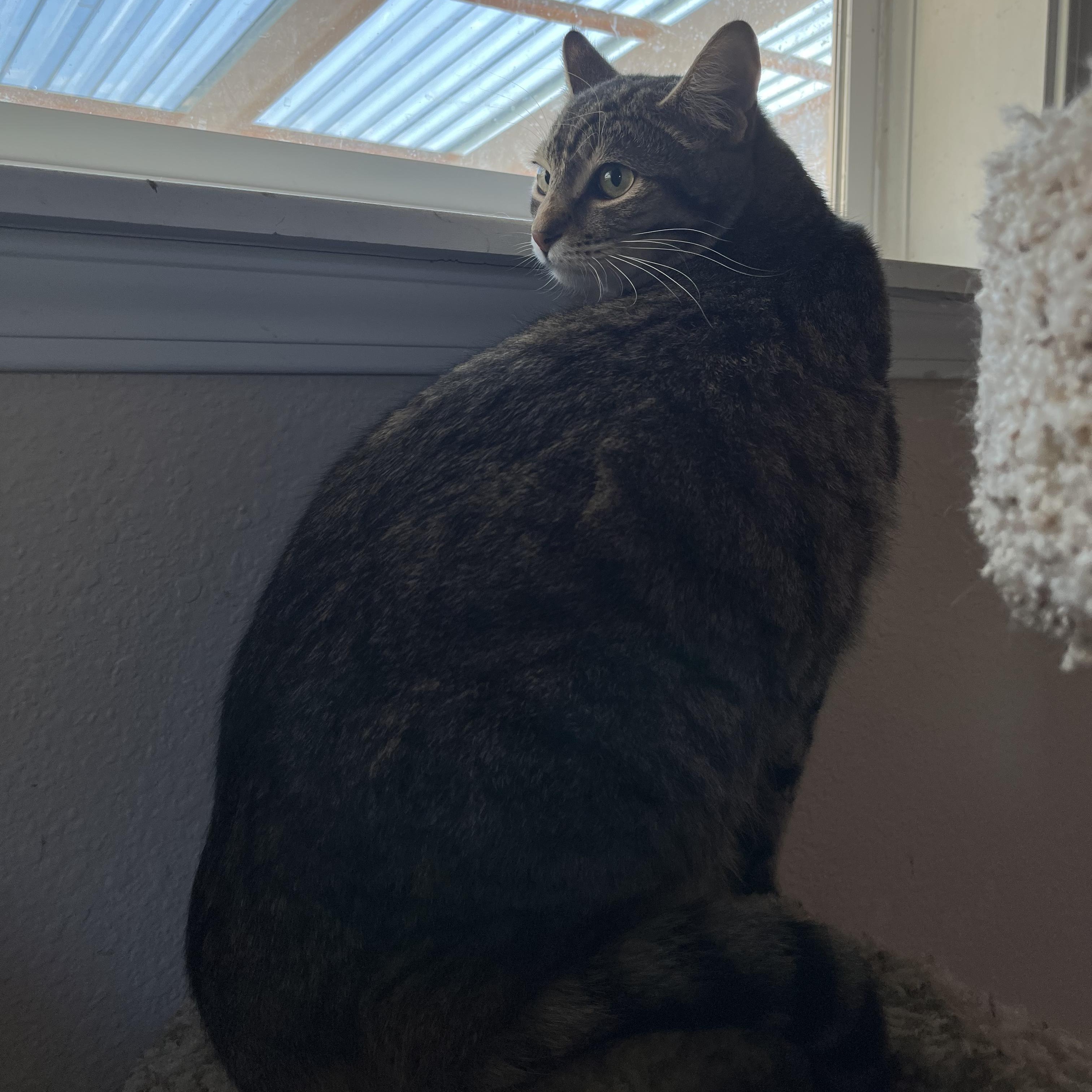 Tex, a Adoptable Domestic Short Hair in Springfield, OR image 5/5