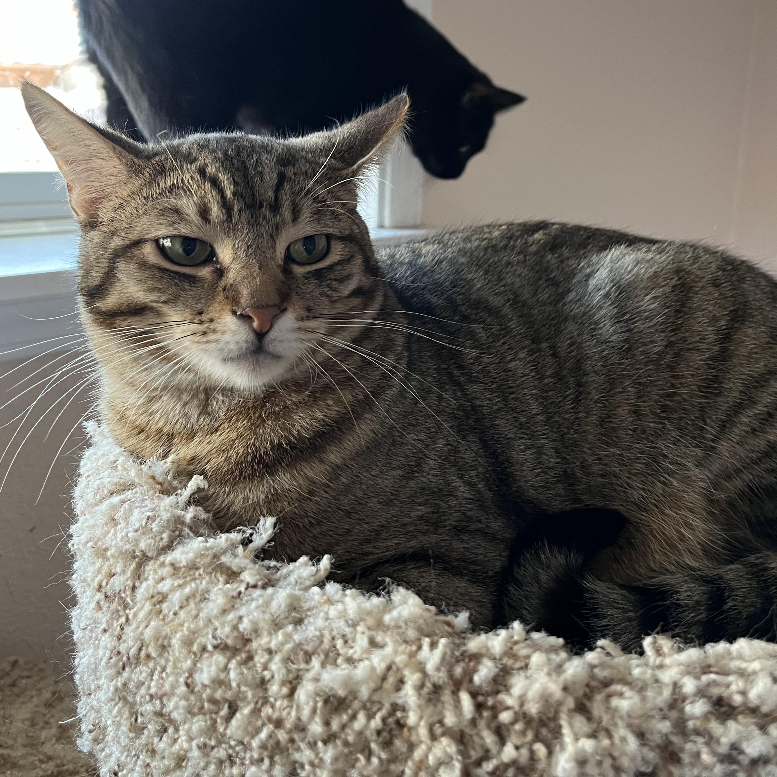 Tex, Adoptable, Young Male Tabby & Domestic Short Hair.