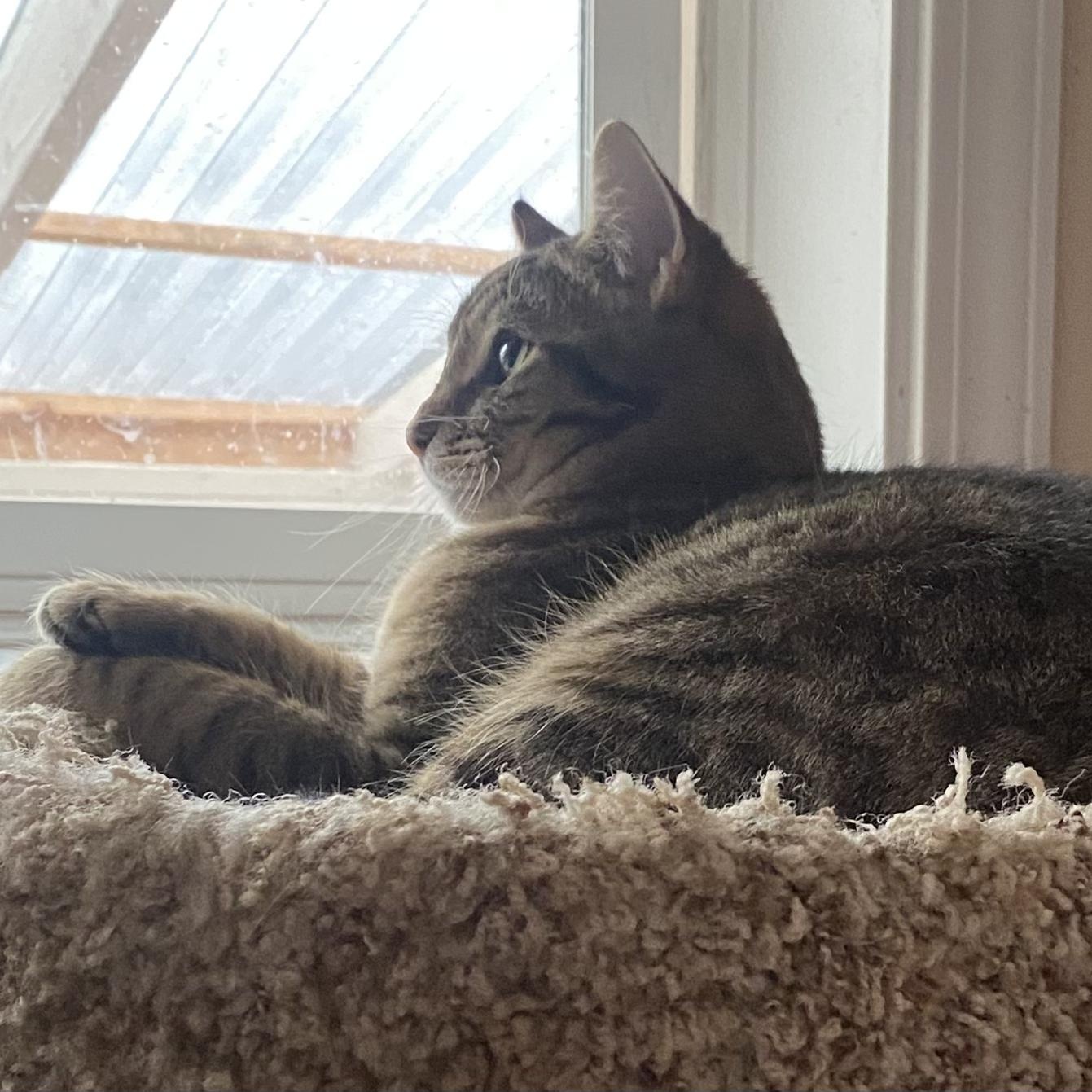 Tex, an adoptable Domestic Short Hair in Springfield, OR, 97478 | Photo Image 4