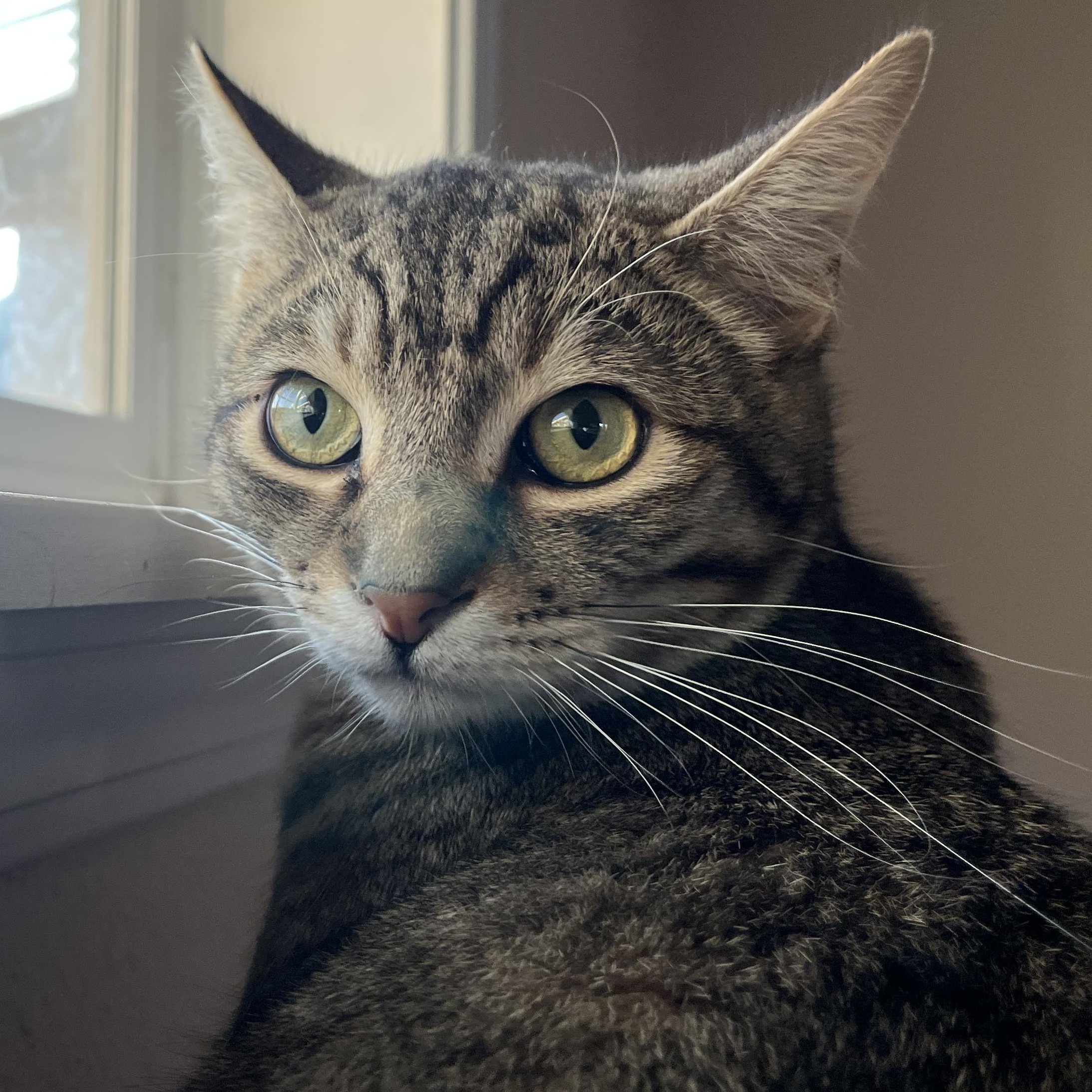 Tex, a Adoptable Domestic Short Hair in Springfield, OR image 1/5