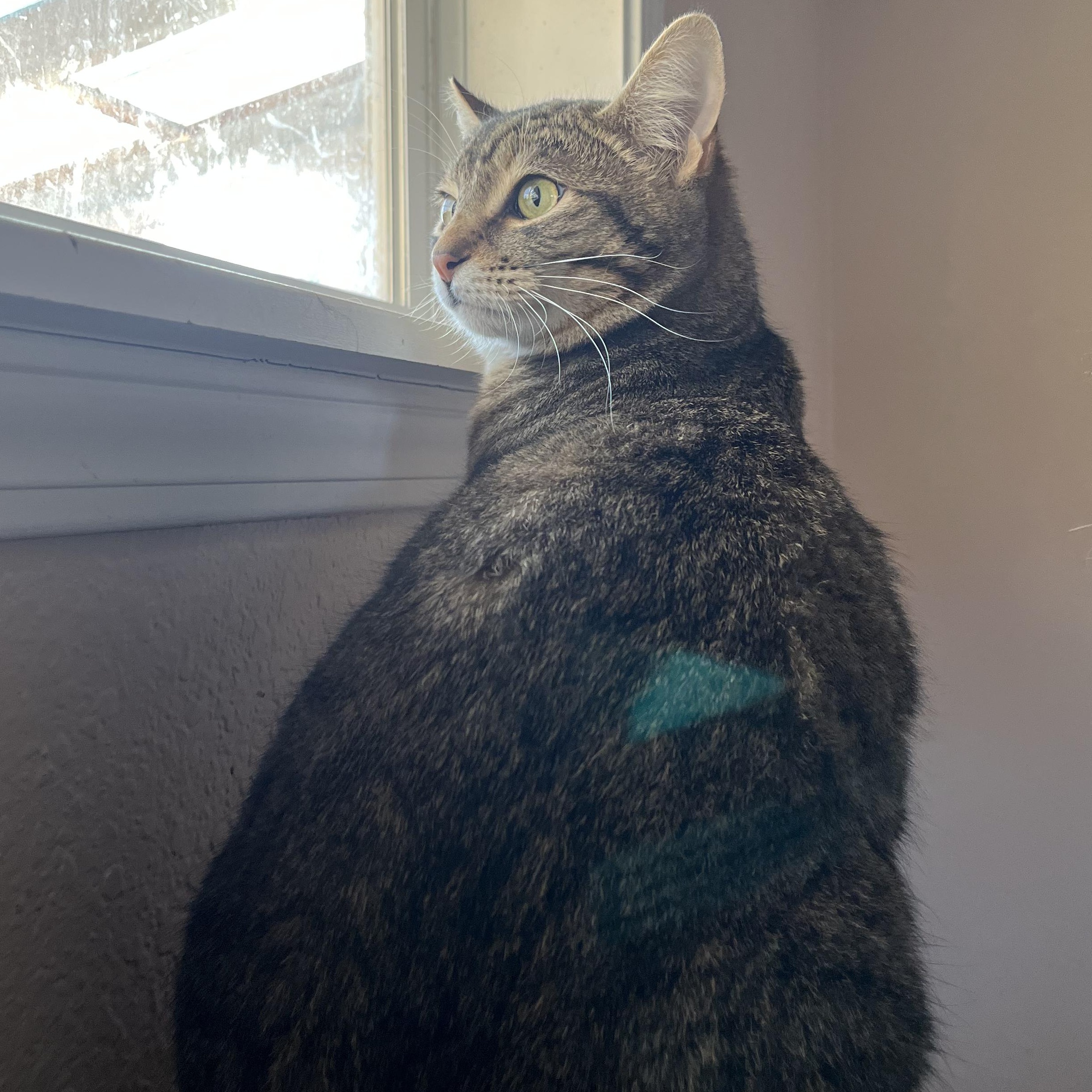 Tex, a Adoptable Domestic Short Hair in Springfield, OR image 3/5