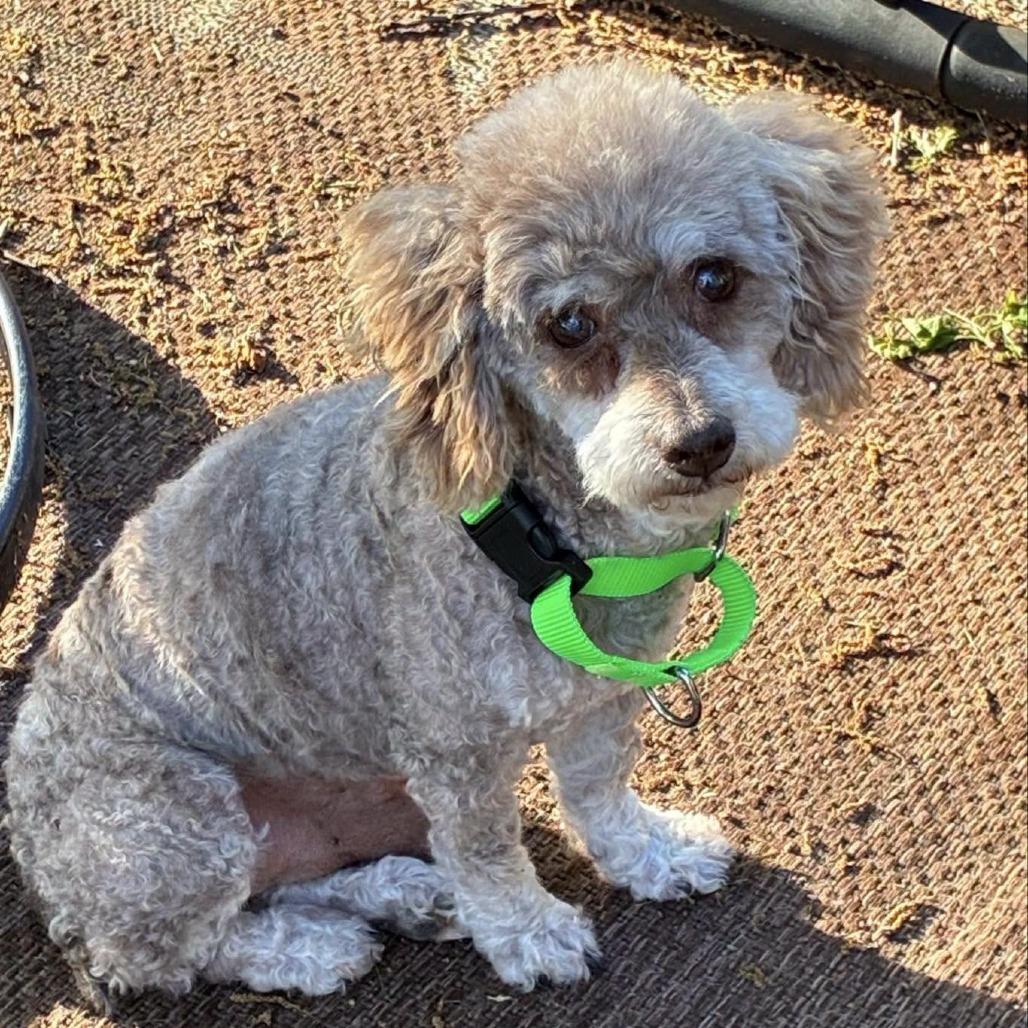 Enlarge Macho Man, a Adoptable Poodle in Overland Park, KS image 1/2