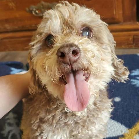 Enlarge Macho Man, a Adoptable Poodle in Overland Park, KS image 2/2