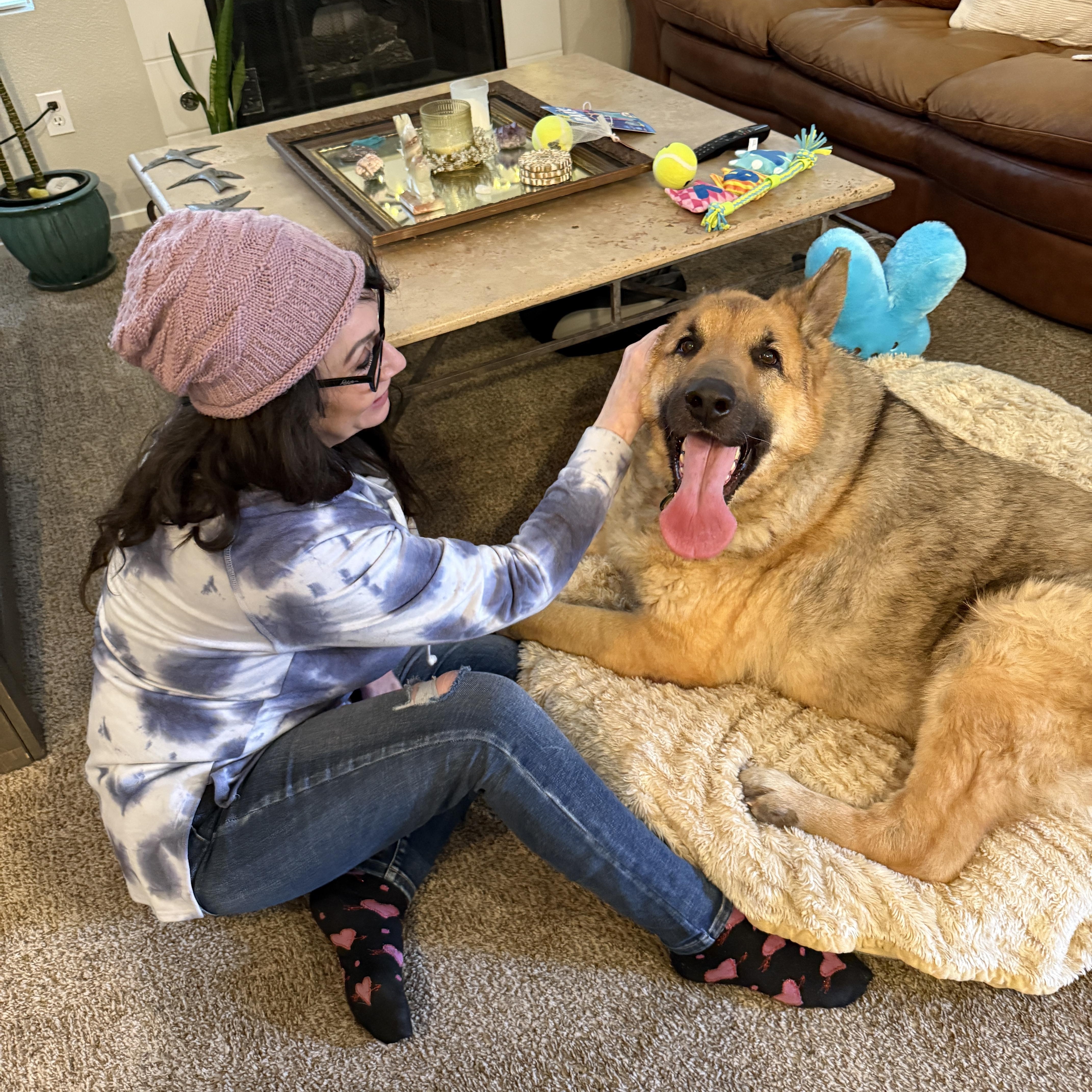 Enlarge JACKSON, a Adoptable German Shepherd Dog in Las Vegas, NV image 5/6
