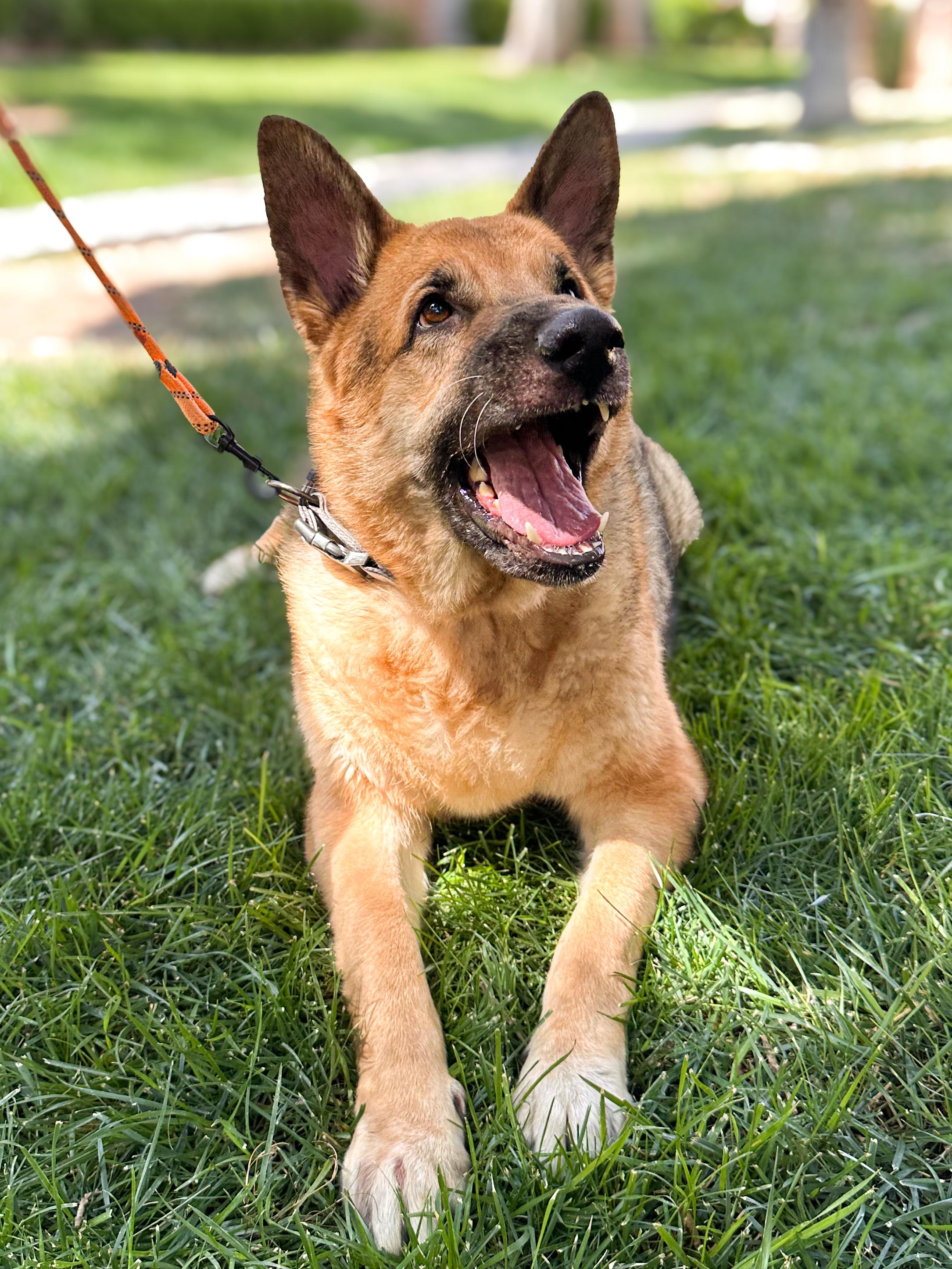 Enlarge JACKSON, a Adoptable German Shepherd Dog in Las Vegas, NV image 2/6