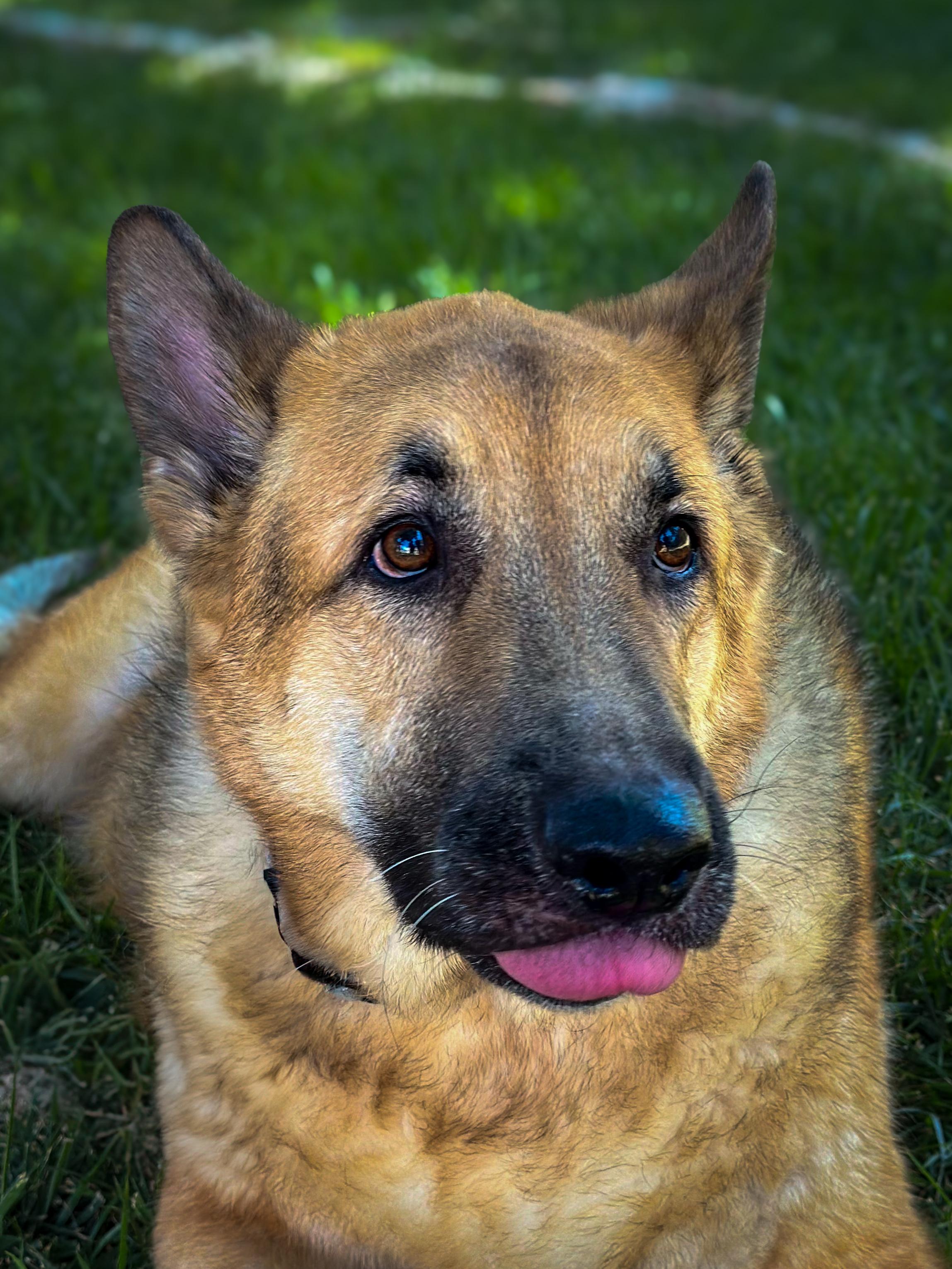 Enlarge JACKSON, a Adoptable German Shepherd Dog in Las Vegas, NV image 1/6