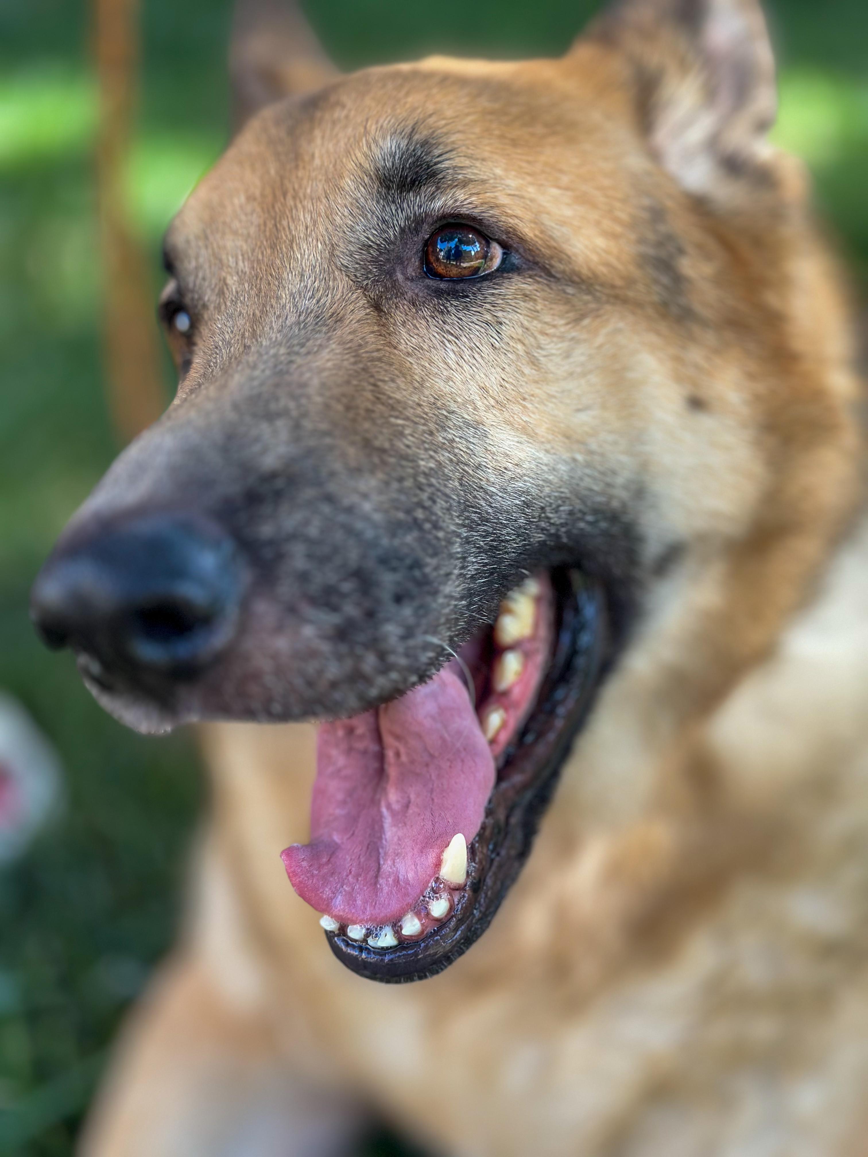 Enlarge JACKSON, a Adoptable German Shepherd Dog in Las Vegas, NV image 4/6
