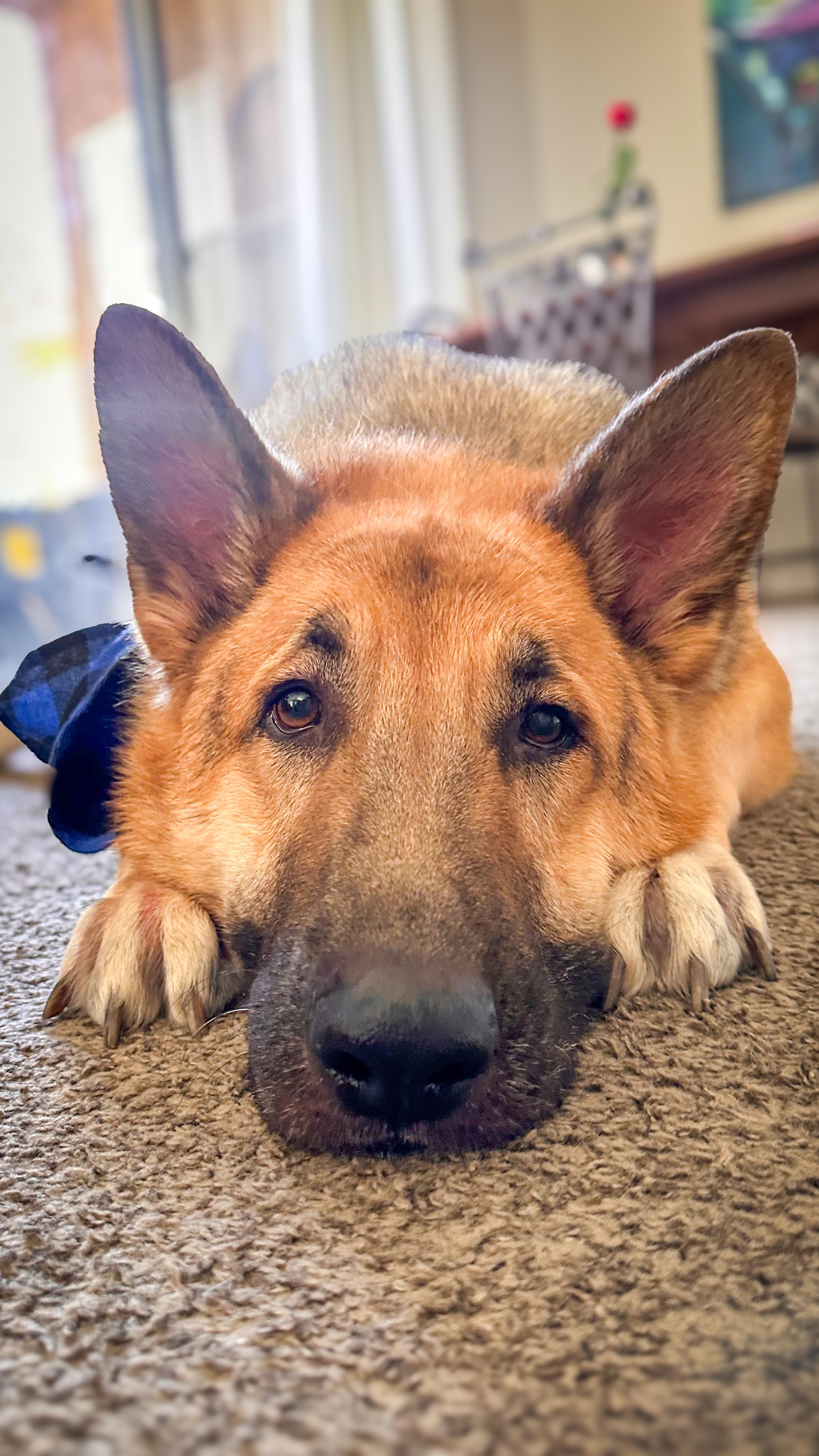 Enlarge JACKSON, a Adoptable German Shepherd Dog in Las Vegas, NV image 3/6