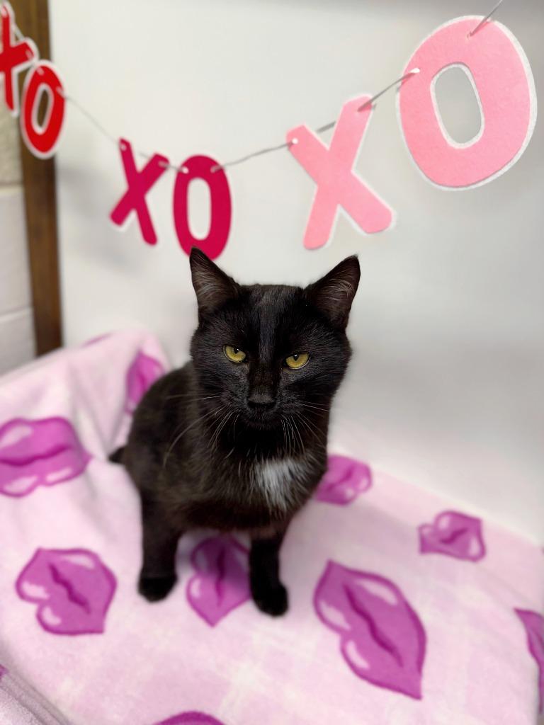 Cacao, Adoptable, Young Male Domestic Short Hair.