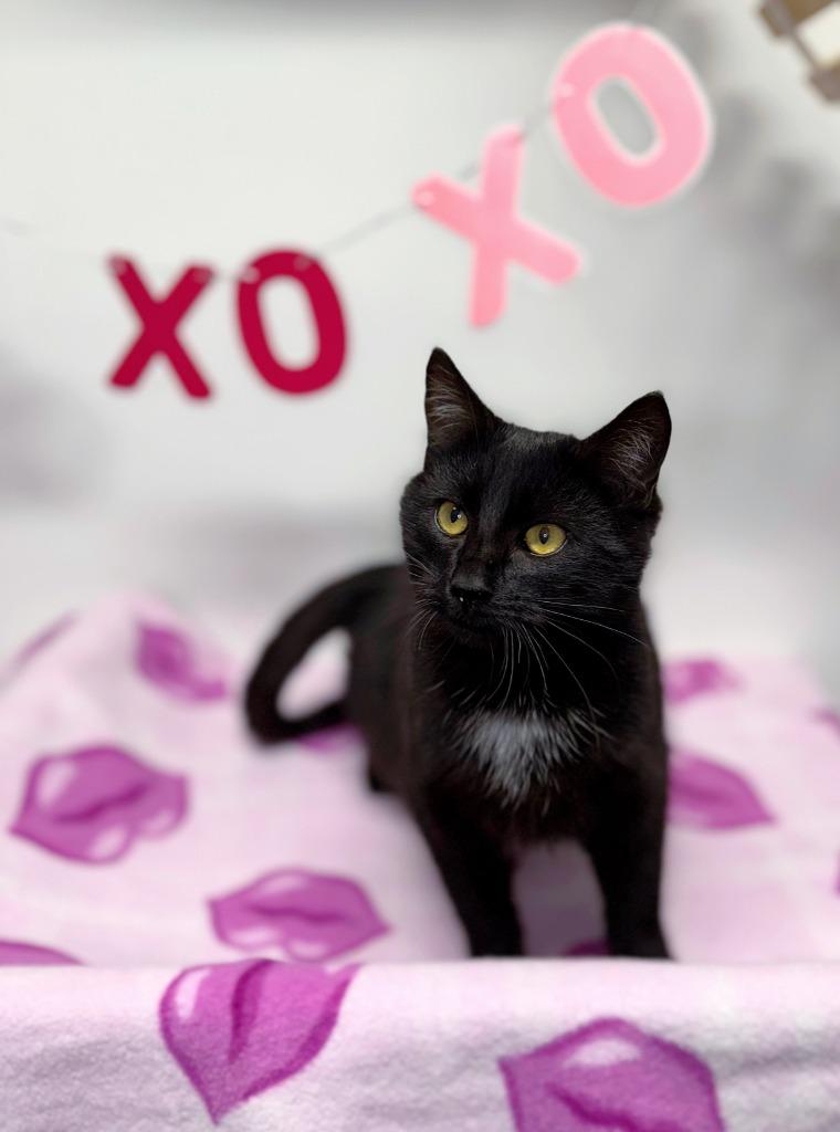 Enlarge Cacao, a Adoptable mixed breed in Effingham, IL image 2/4