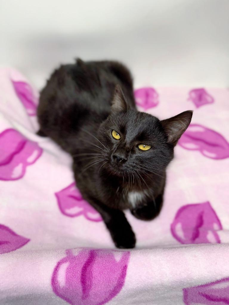 Enlarge Cacao, a Adoptable mixed breed in Effingham, IL image 3/4