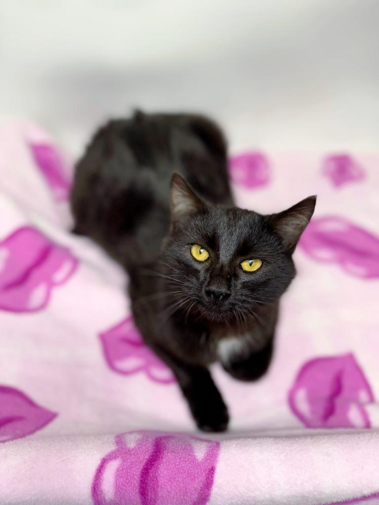 Enlarge Cacao, a Adoptable mixed breed in Effingham, IL image 4/4