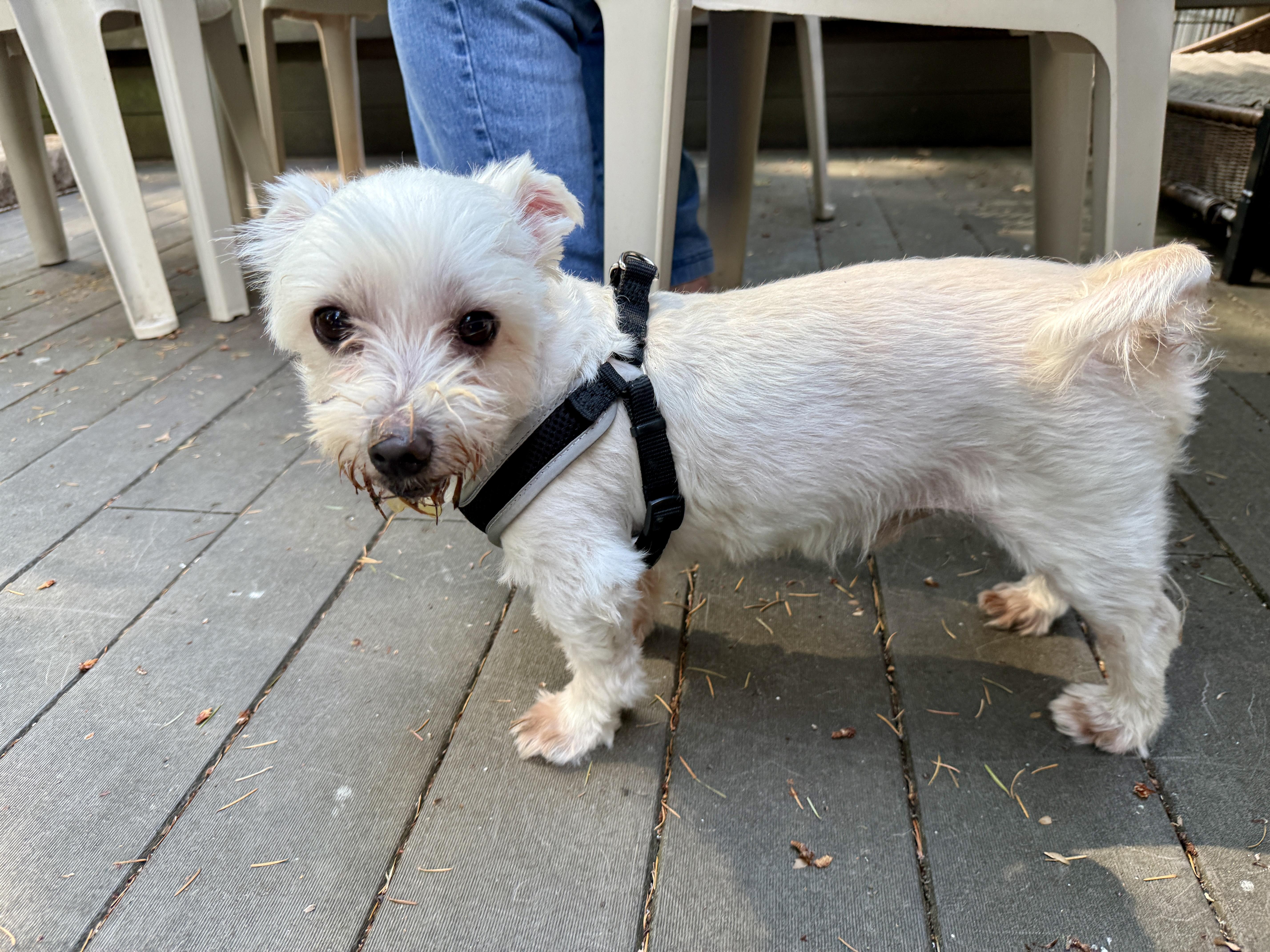 Enlarge Casper, a ADOPTABLE mixed breed in Gig Harbor, WA image 3/3