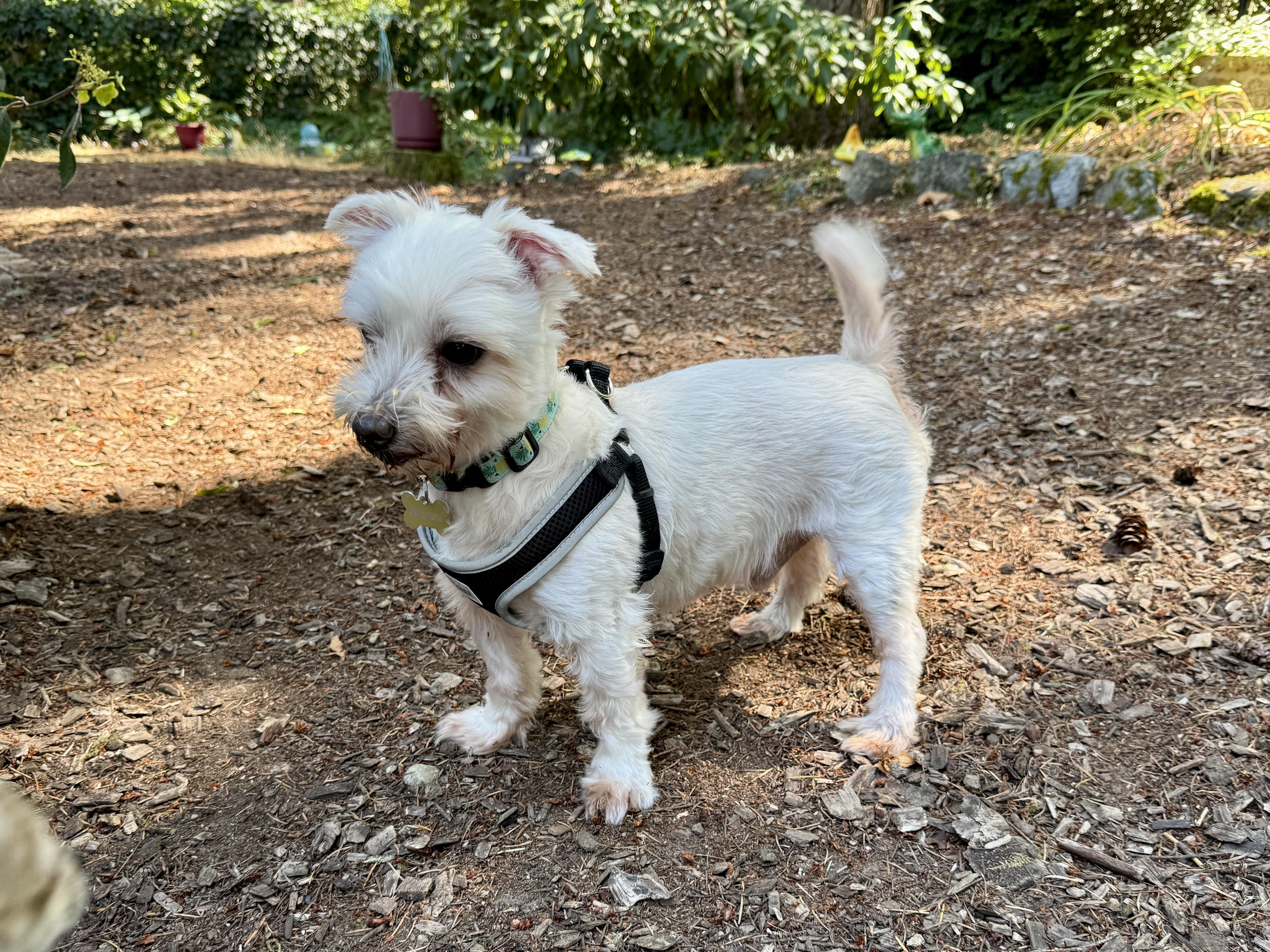 Casper, ADOPTABLE, Adult Male West Highland White Terrier / Westie.
