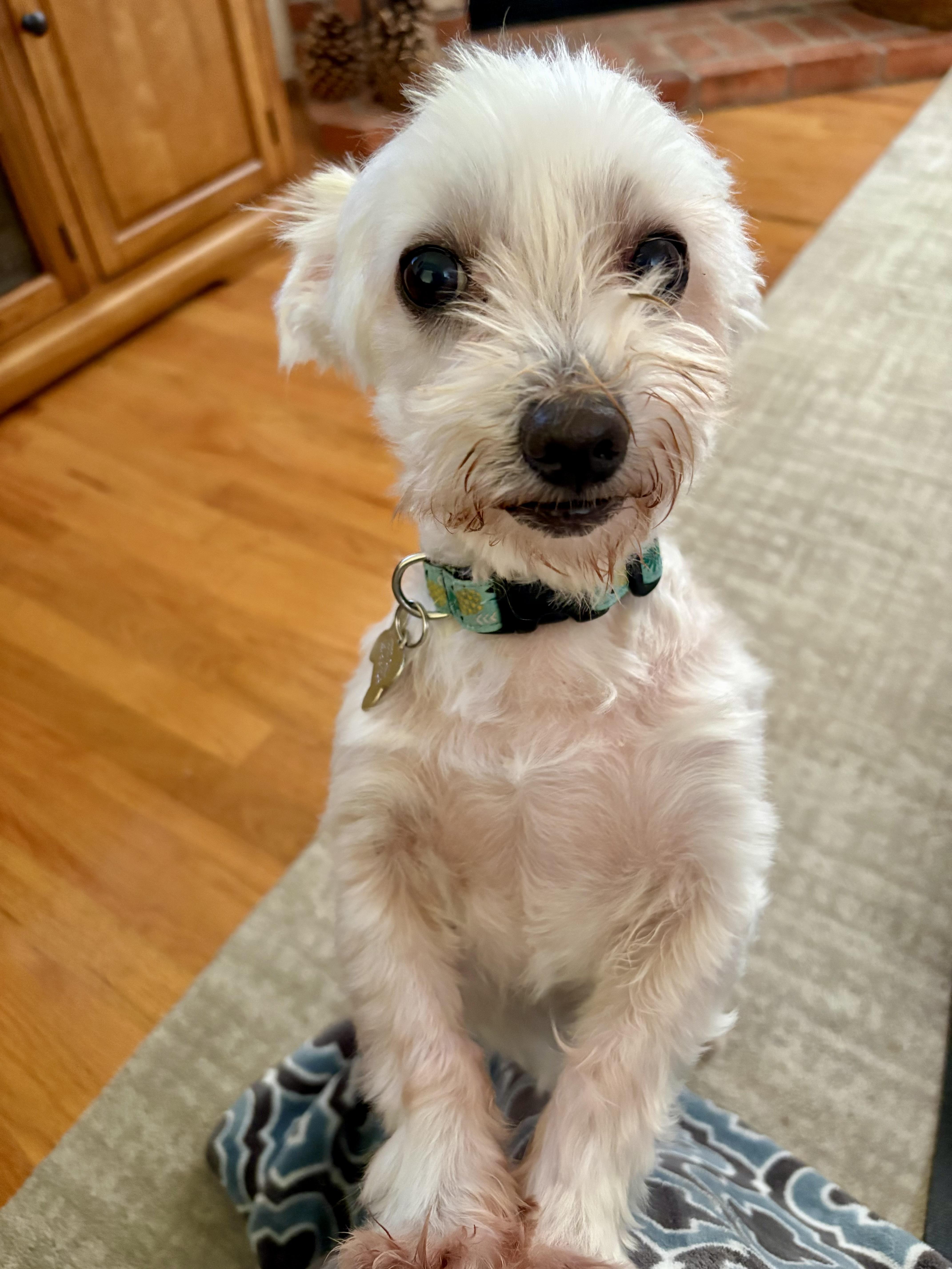 Enlarge Casper, a ADOPTABLE mixed breed in Gig Harbor, WA image 2/3