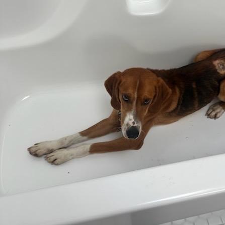 Benny, Adoptable, Adult Male Hound.