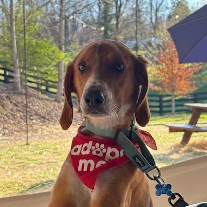 Enlarge Benny, a Adoptable Hound in Troy, VA image 2/6