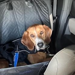 Enlarge Benny, a Adoptable Hound in Troy, VA image 3/6