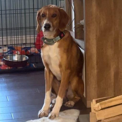 Enlarge Benny, a Adoptable Hound in Troy, VA image 4/6