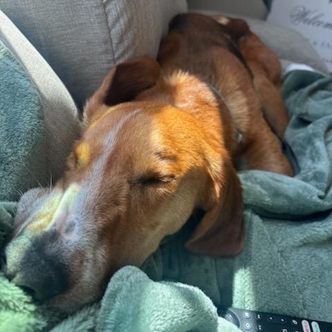 Enlarge Benny, a Adoptable Hound in Troy, VA image 5/6