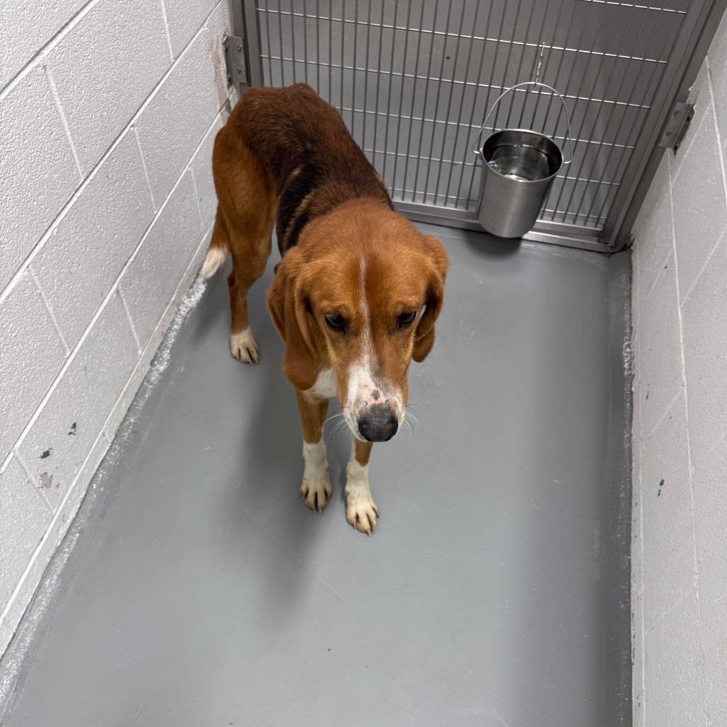 Enlarge Benny, a Adoptable Hound in Troy, VA image 6/6
