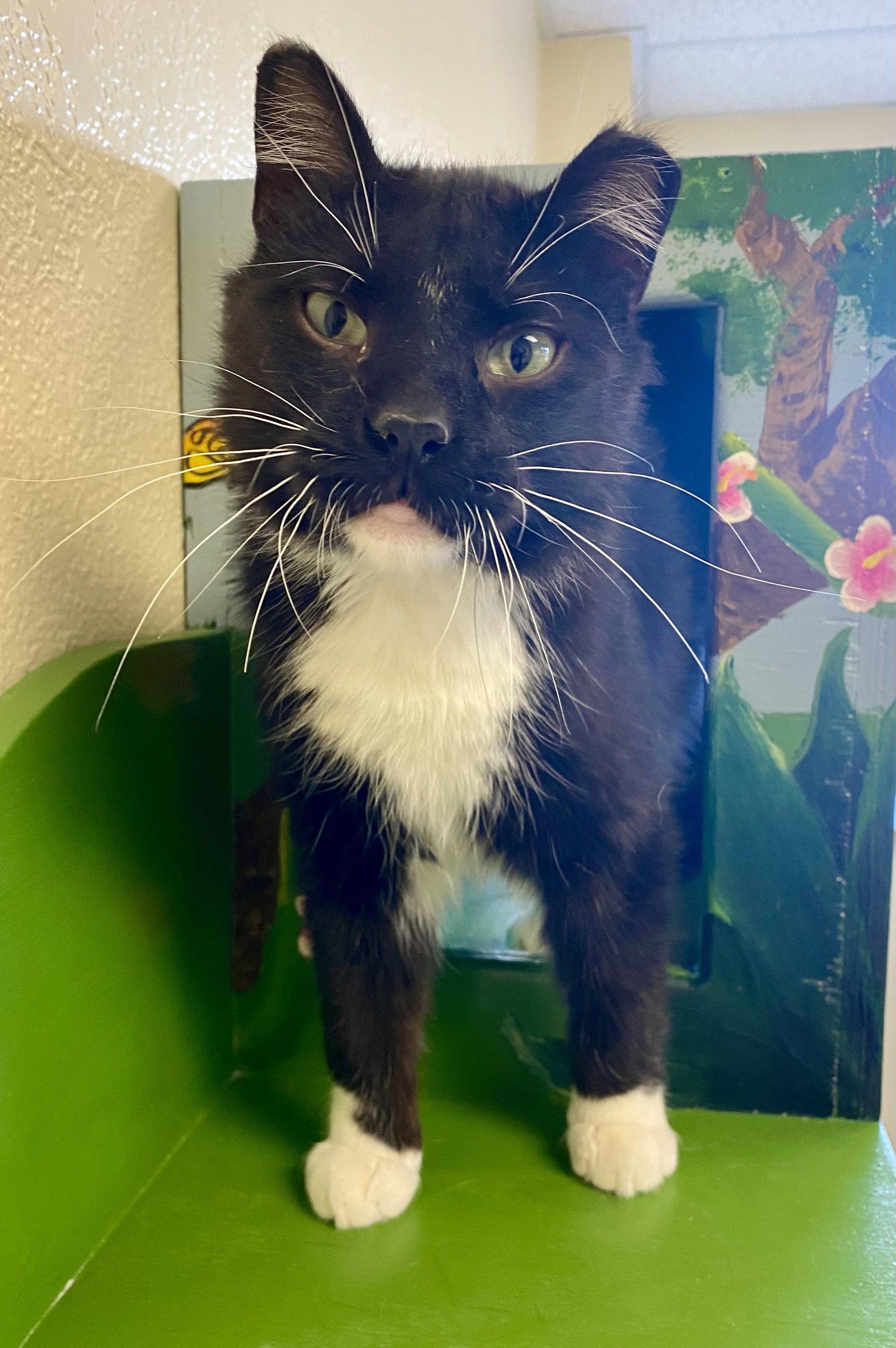 Enlarge Lucky Charms, a Adoptable Domestic Medium Hair in Fargo, ND image 2/2