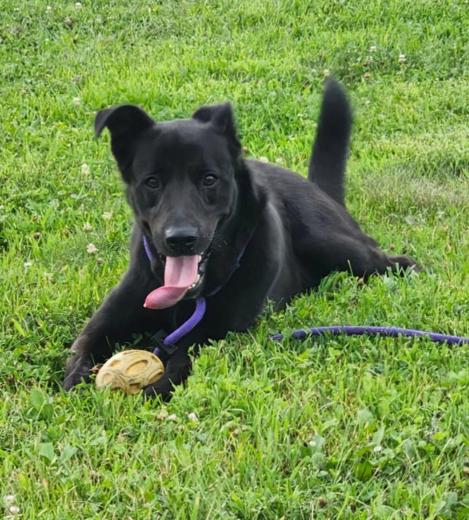 Knight, a ADOPTABLE mixed breed in Belvidere, IL image 3/5
