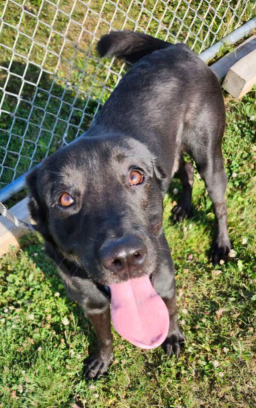 Knight, a ADOPTABLE mixed breed in Belvidere, IL image 2/5