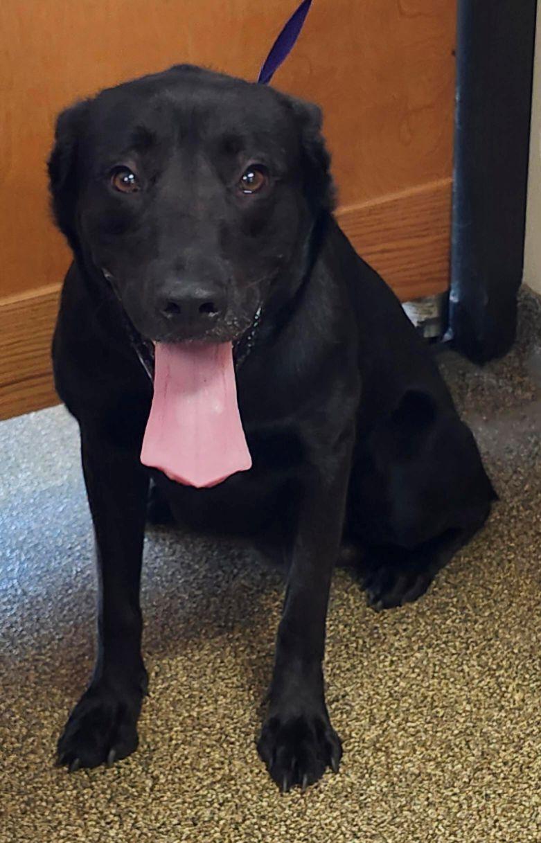 Knight, a ADOPTABLE mixed breed in Belvidere, IL image 1/5