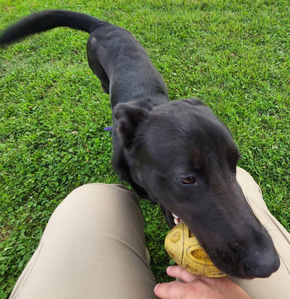 Knight, a ADOPTABLE mixed breed in Belvidere, IL image 4/5